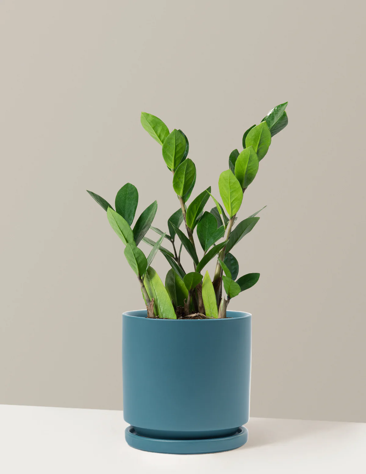 ZZ Plant - Image 36