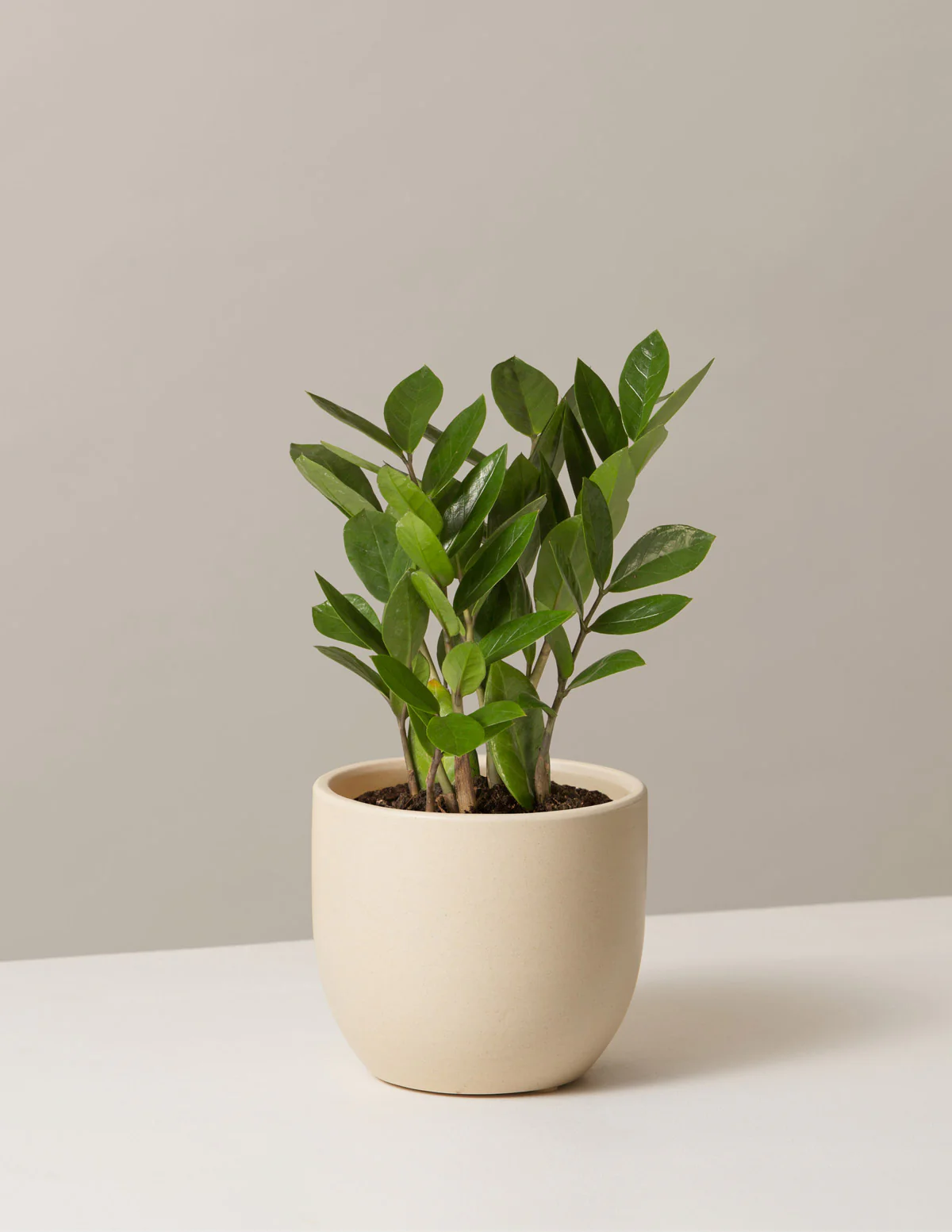 ZZ Plant - Image 37