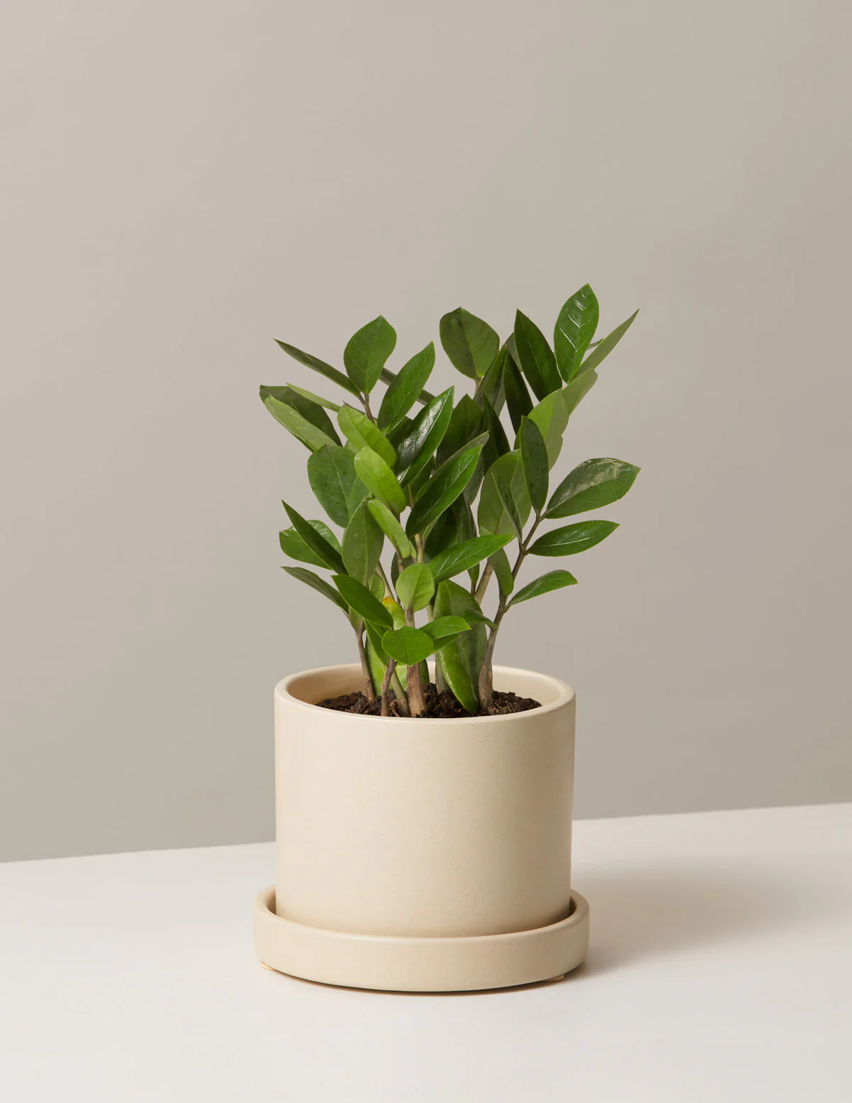 ZZ Plant - Image 38