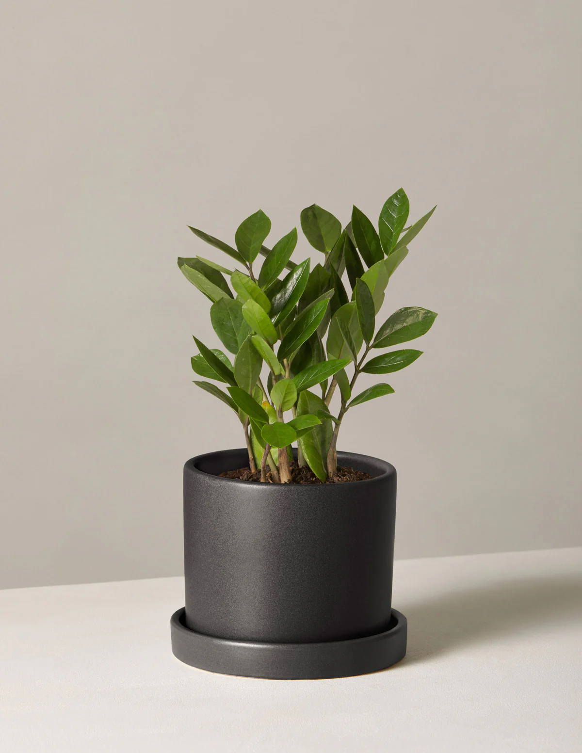 ZZ Plant - Image 39
