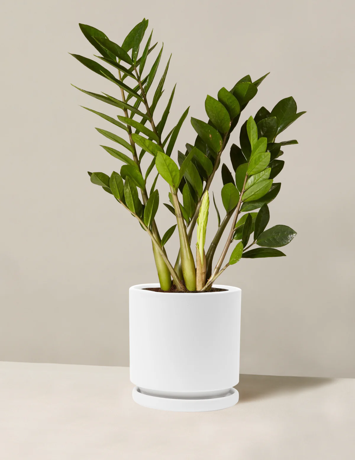 ZZ Plant - Image 4
