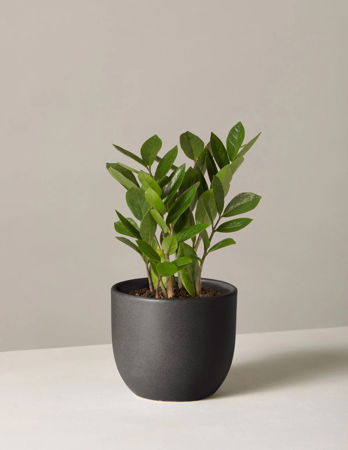 ZZ Plant - Image 40