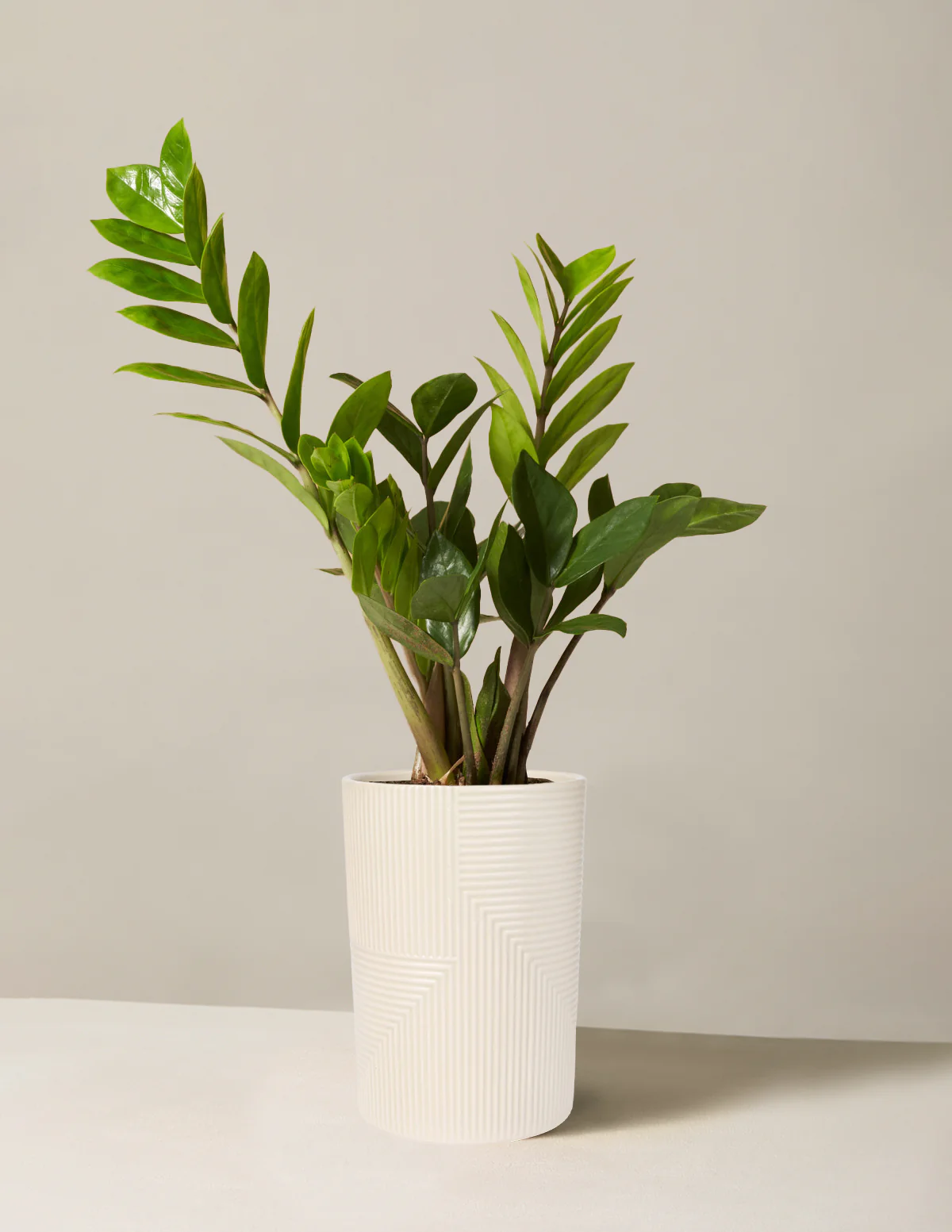 ZZ Plant - Image 42