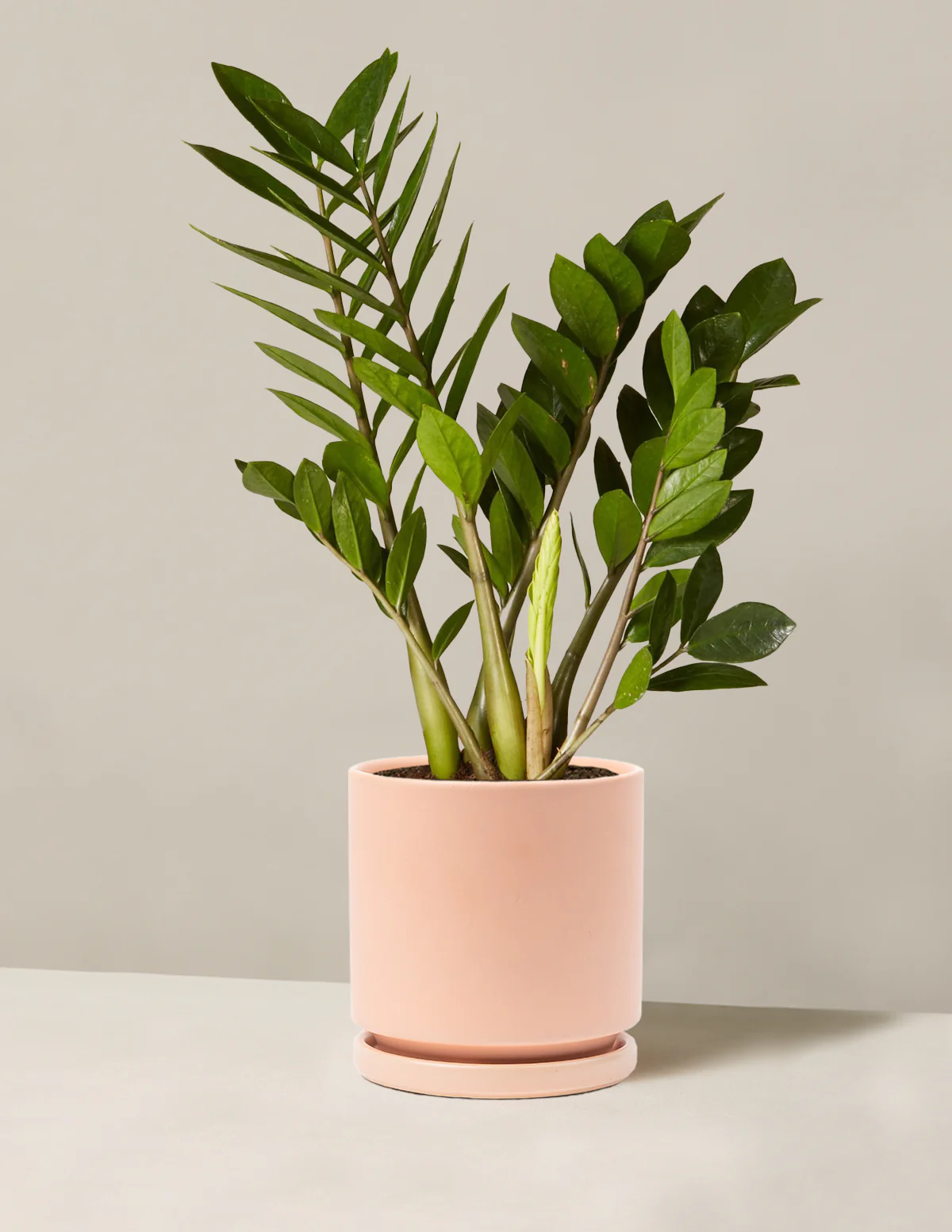 ZZ Plant - Image 43