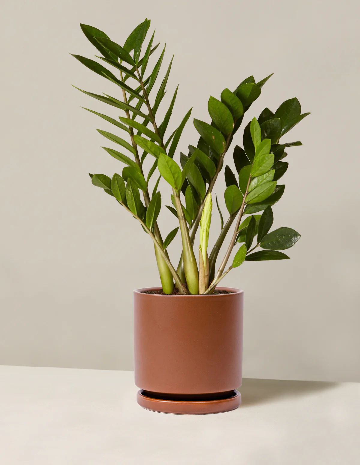 ZZ Plant - Image 44