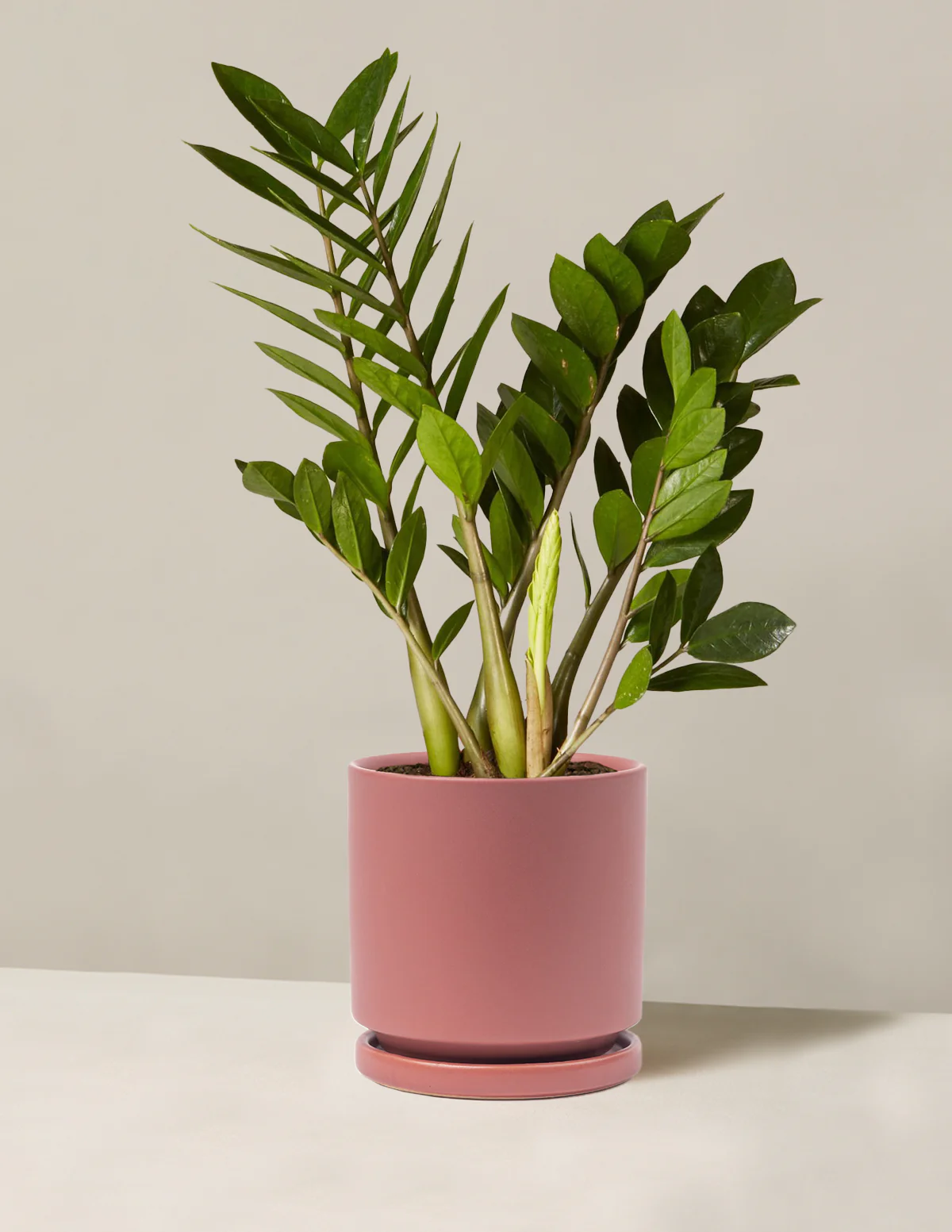 ZZ Plant - Image 45