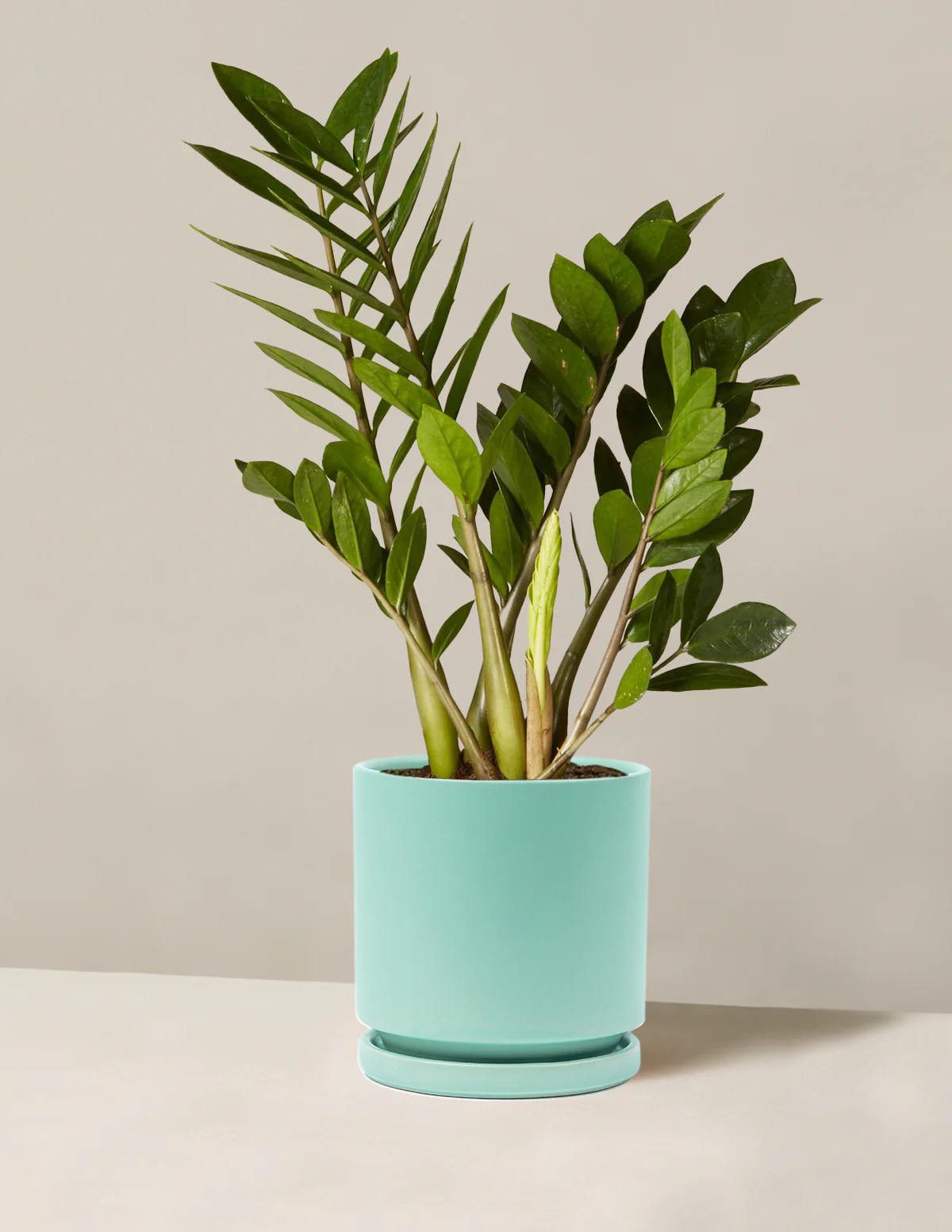 ZZ Plant - Image 46