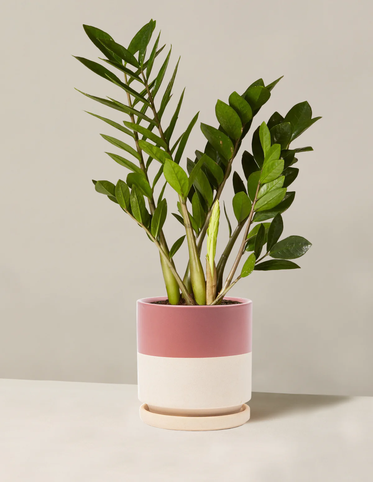 ZZ Plant - Image 47