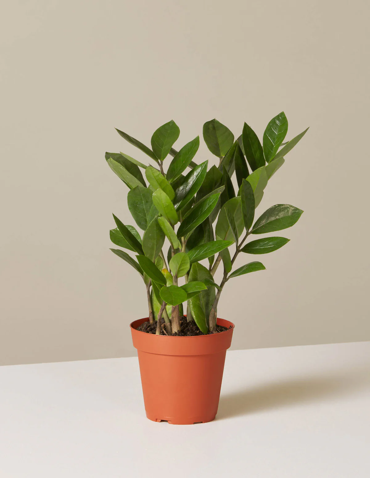 ZZ Plant - Image 48