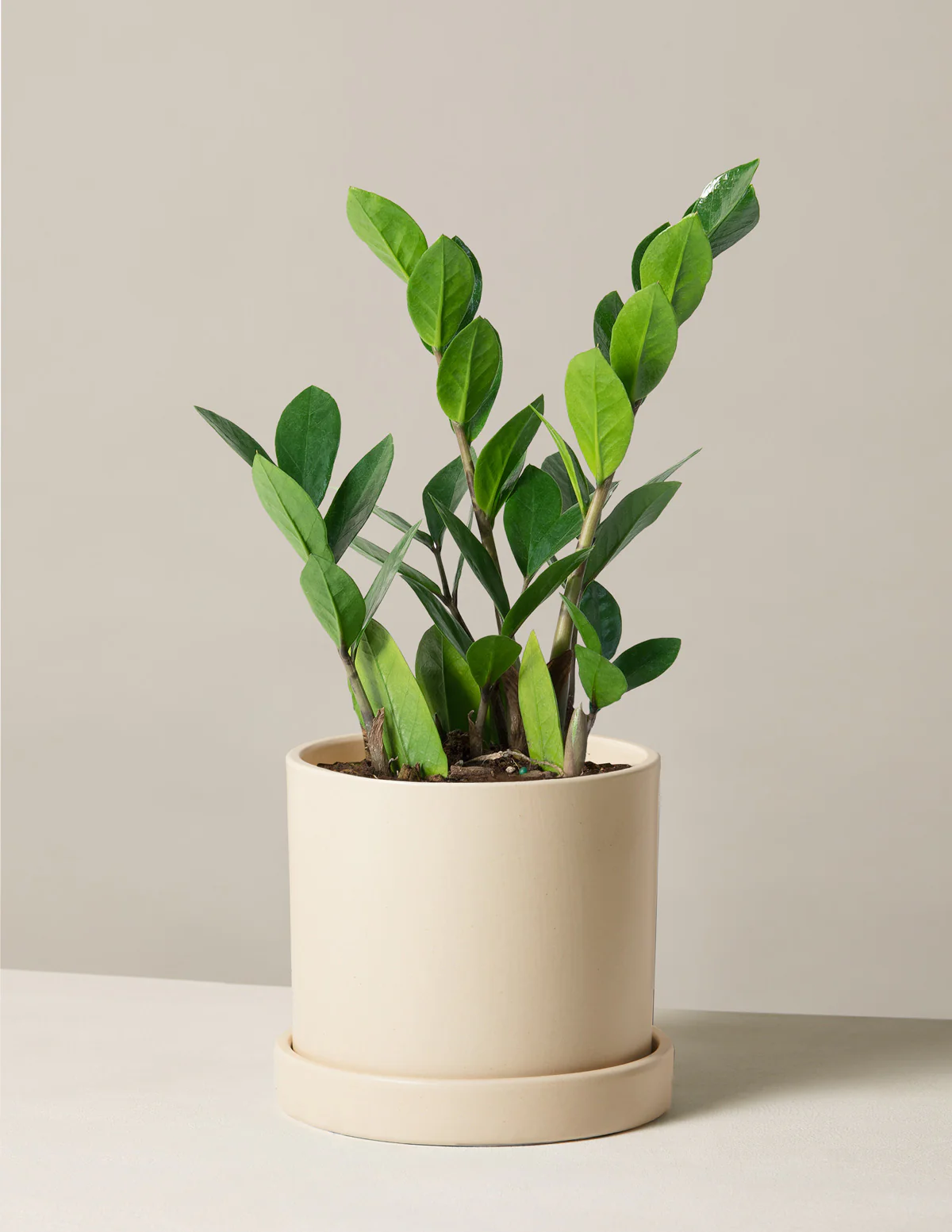ZZ Plant - Image 49
