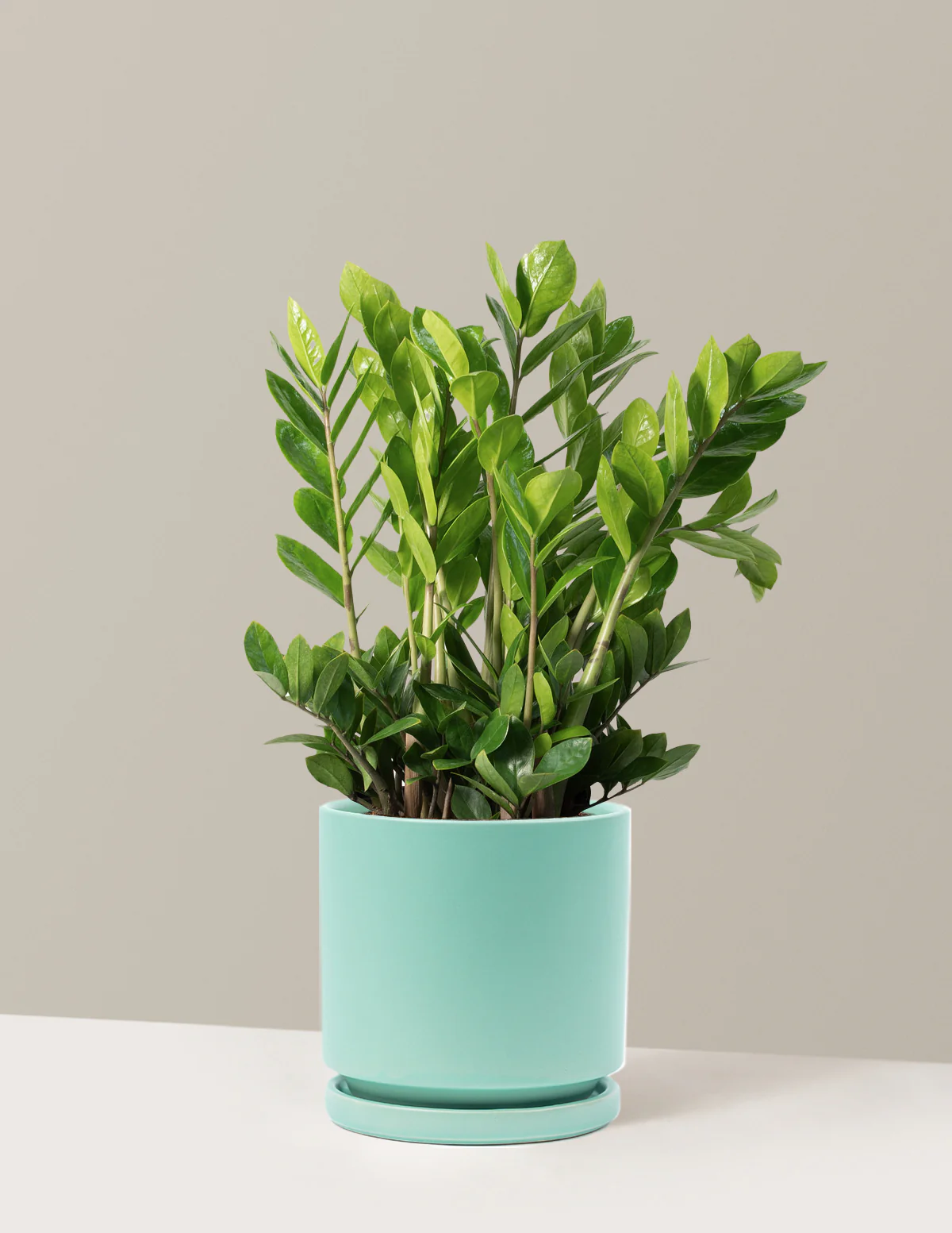 ZZ Plant - Image 50
