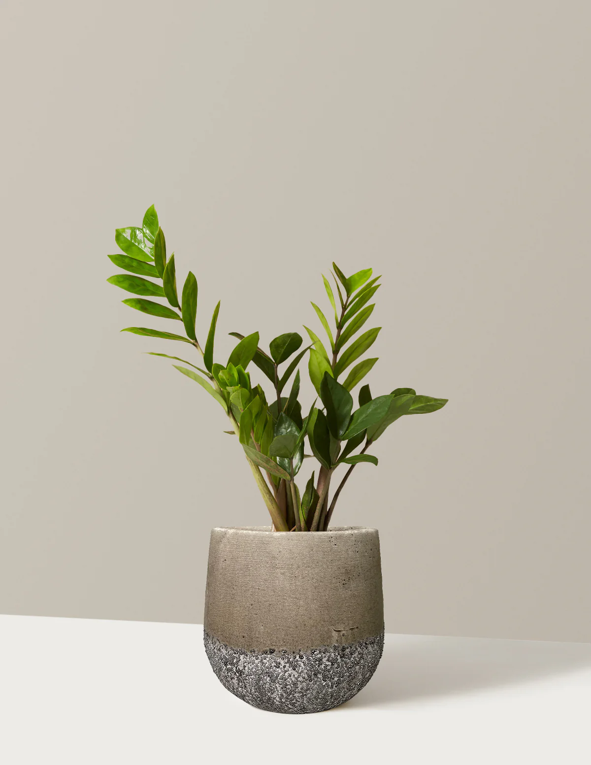 ZZ Plant - Image 51