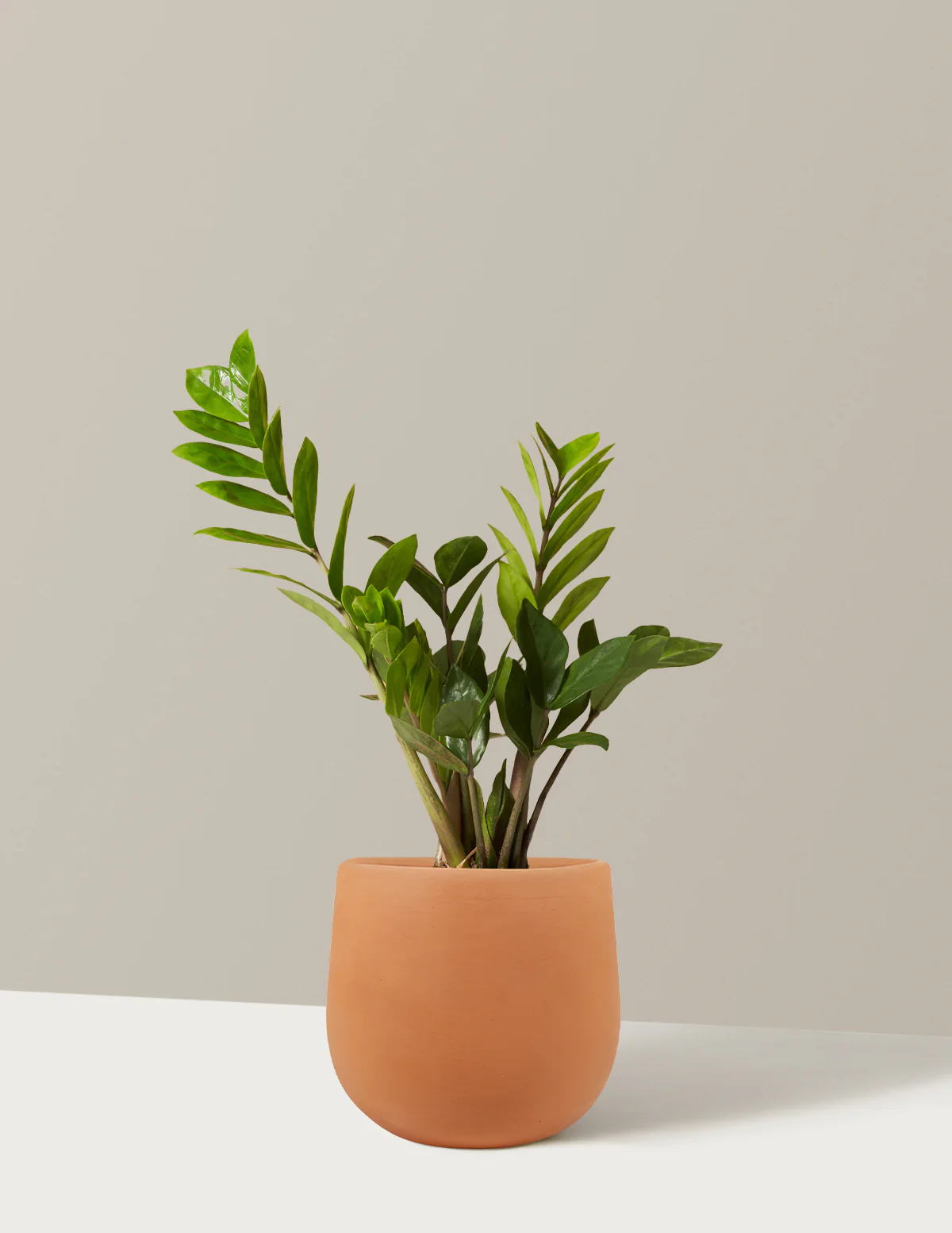 ZZ Plant - Image 52