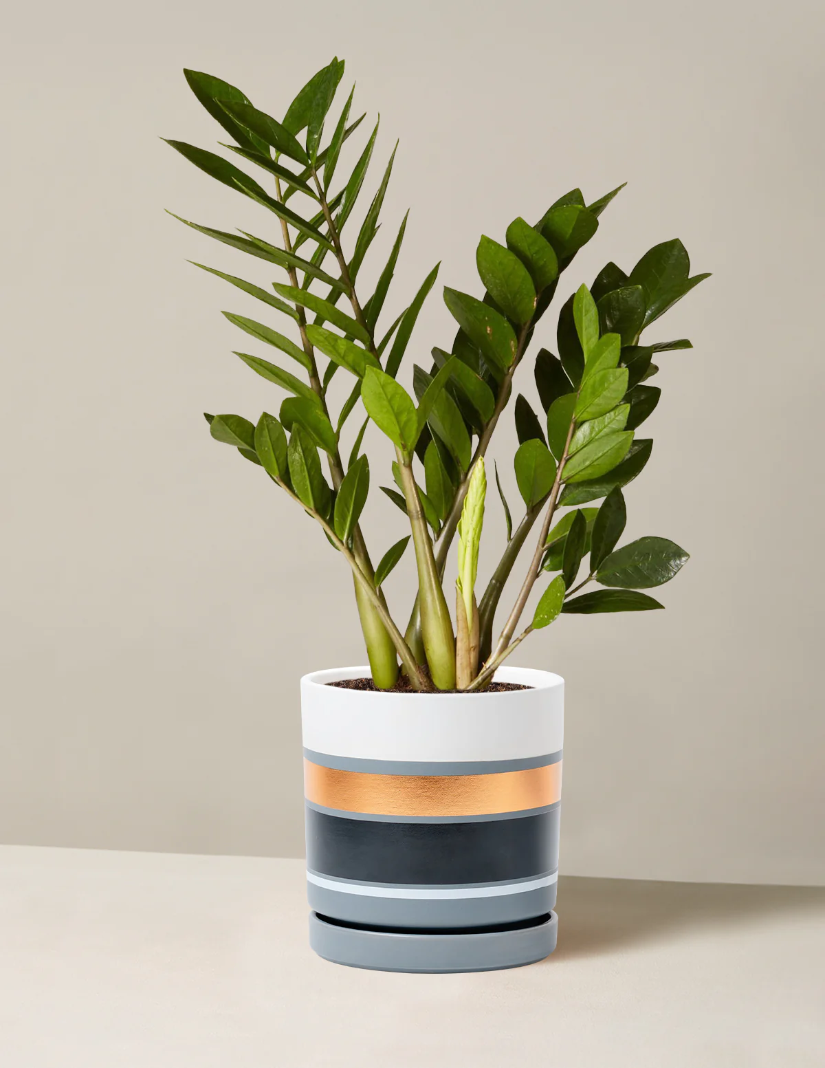 ZZ Plant - Image 53