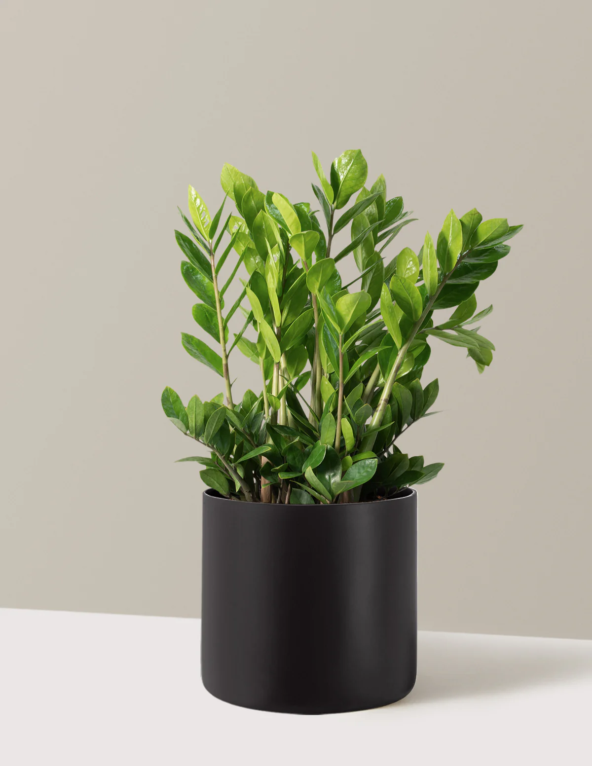 ZZ Plant - Image 54