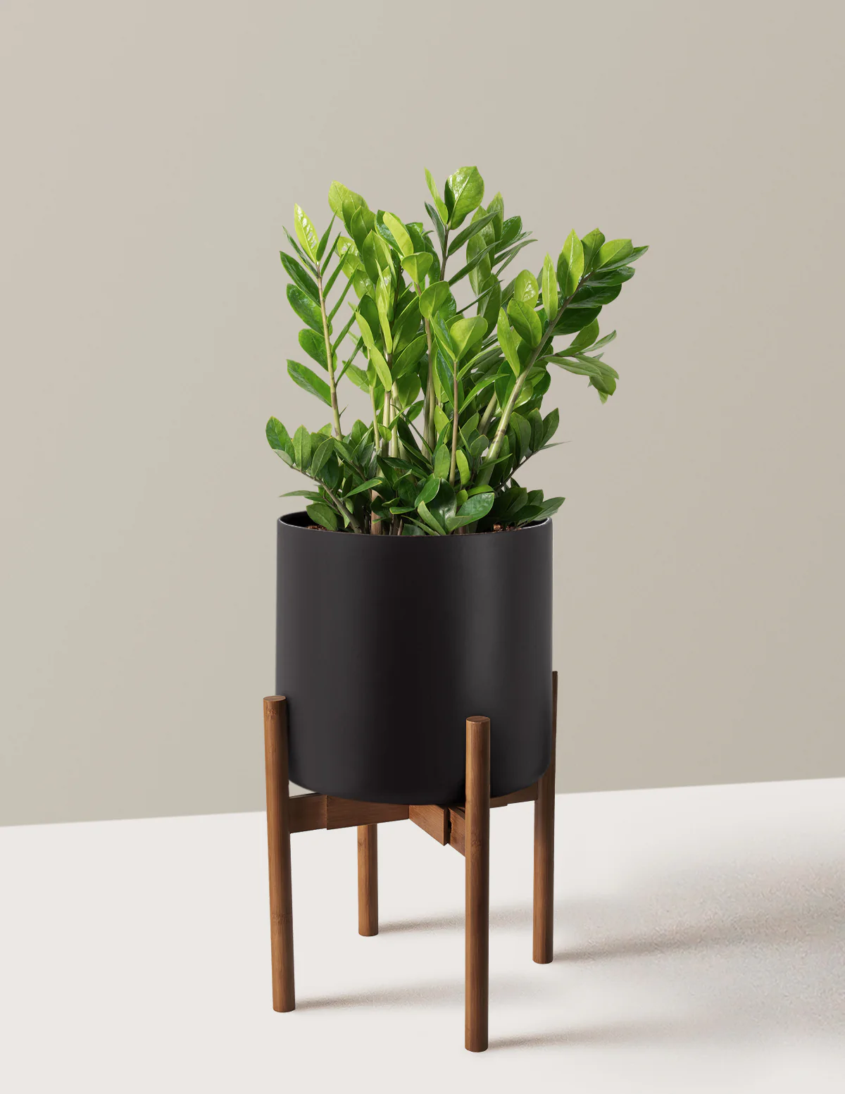 ZZ Plant - Image 55