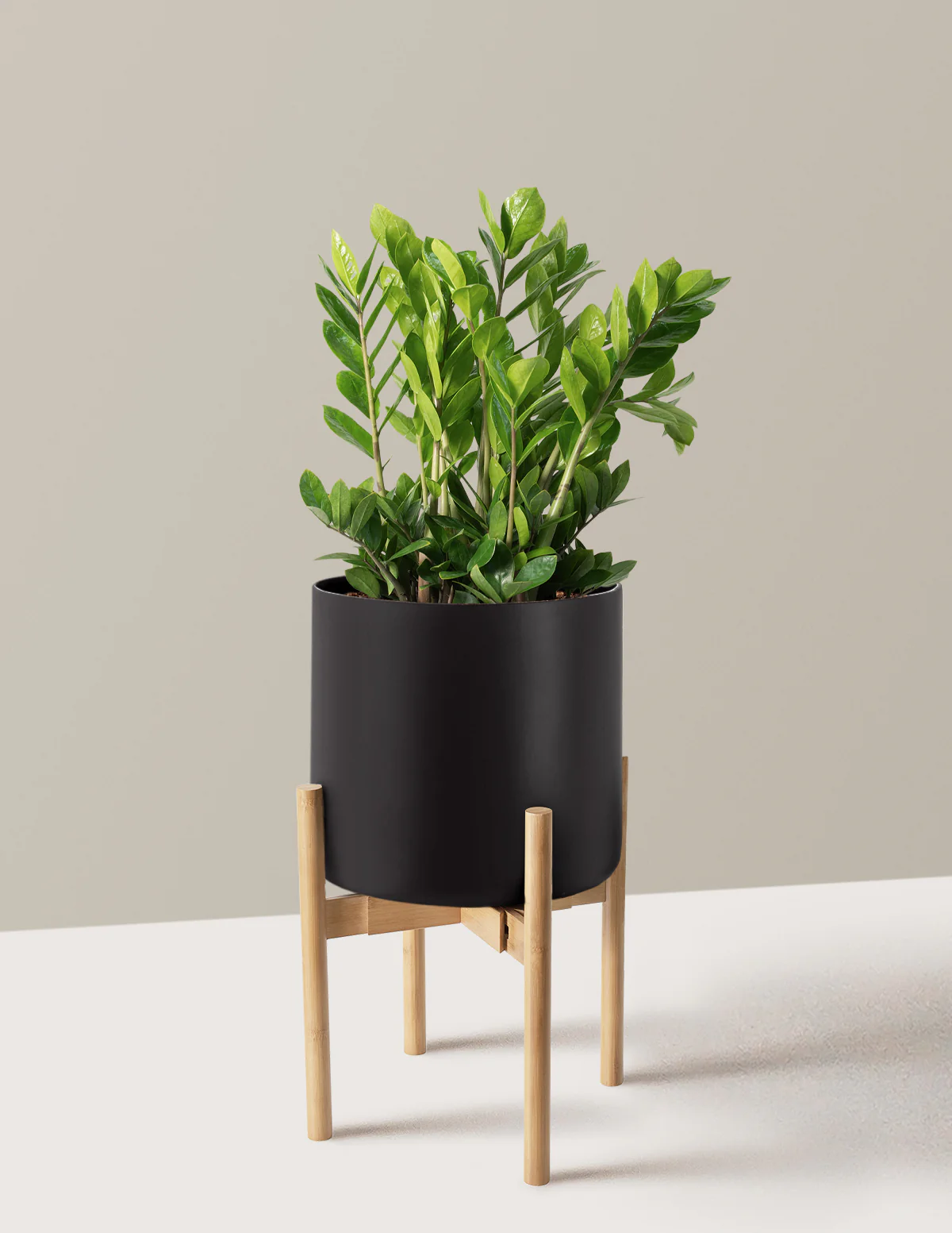 ZZ Plant - Image 56