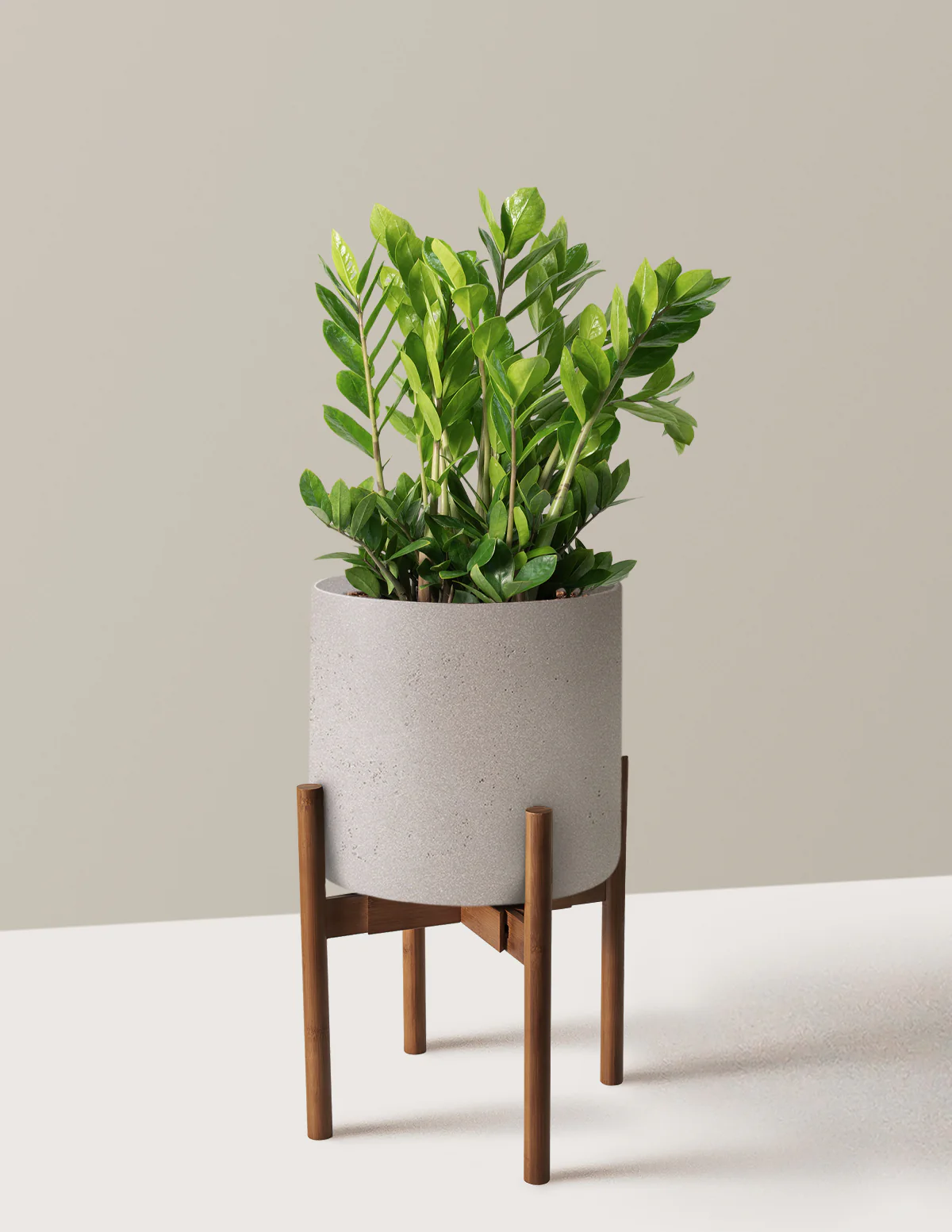 ZZ Plant - Image 57
