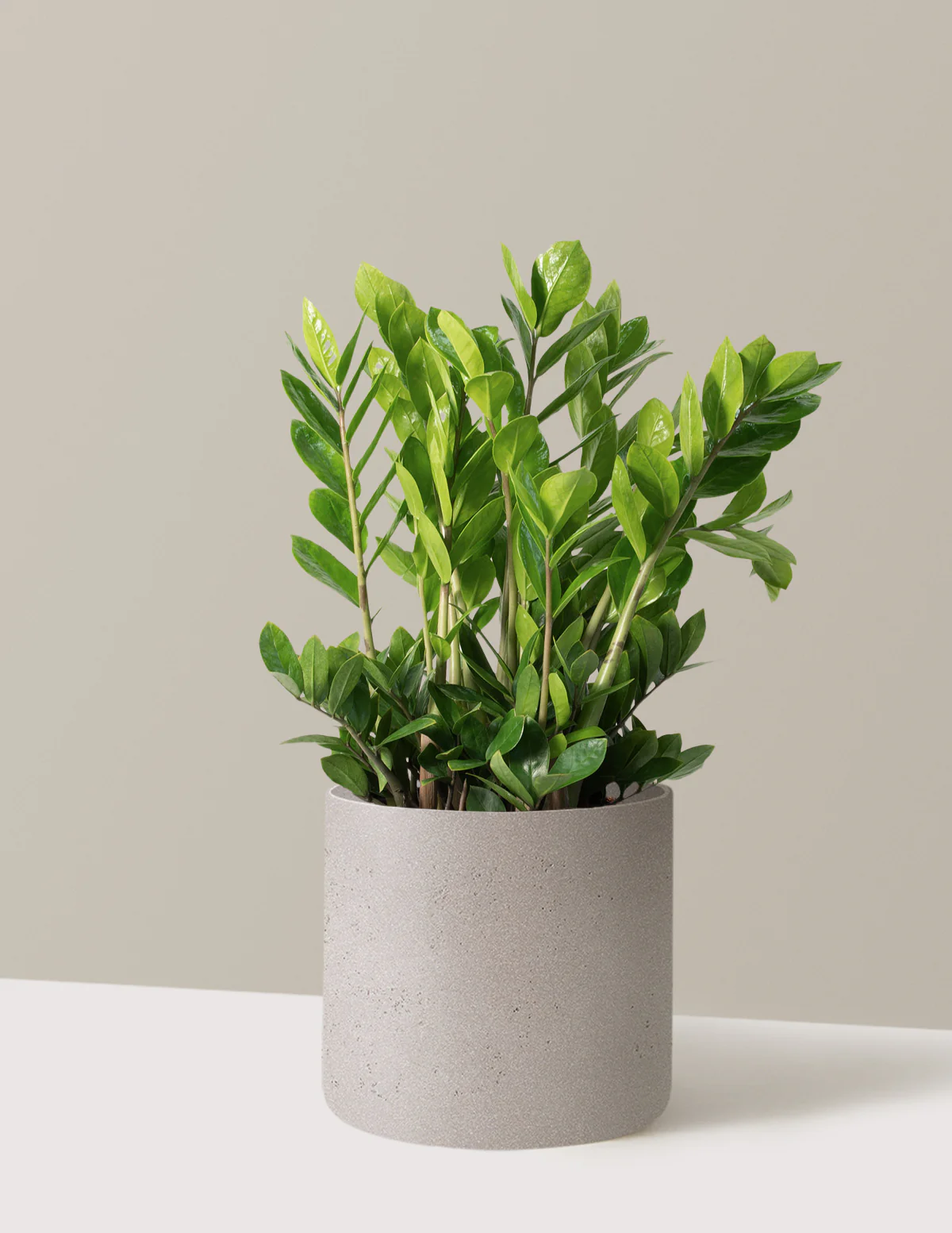 ZZ Plant - Image 58