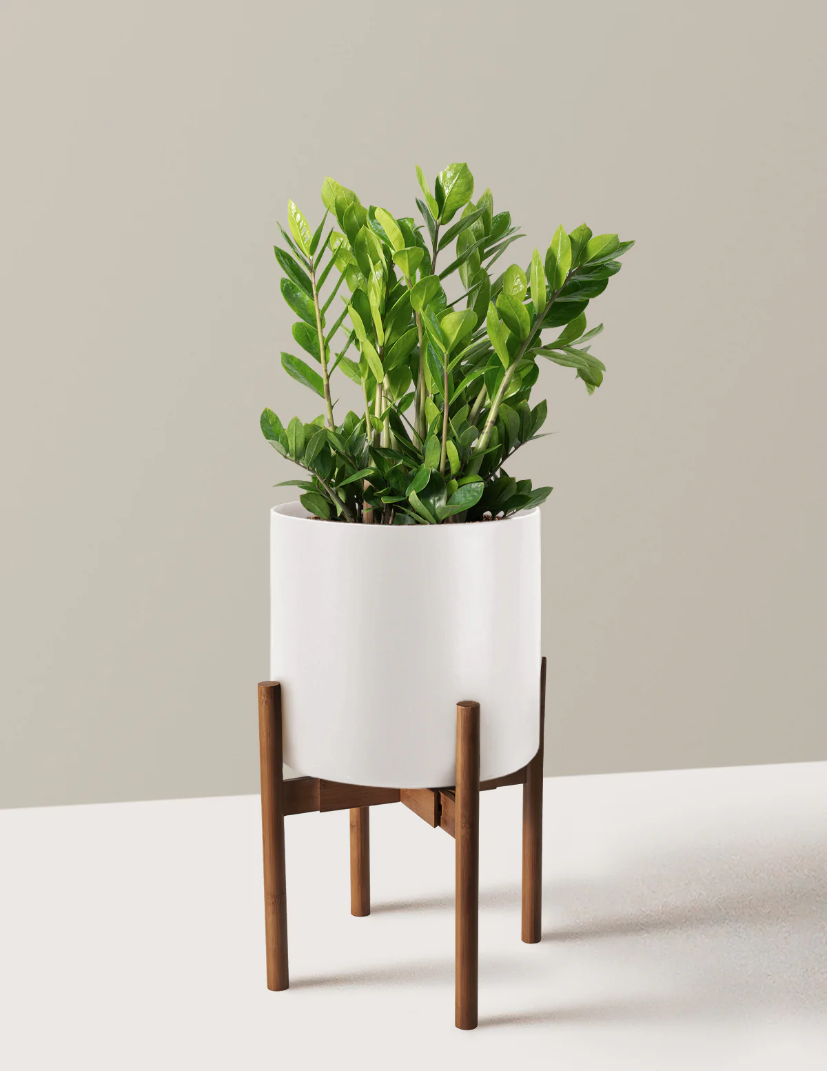 ZZ Plant - Image 59