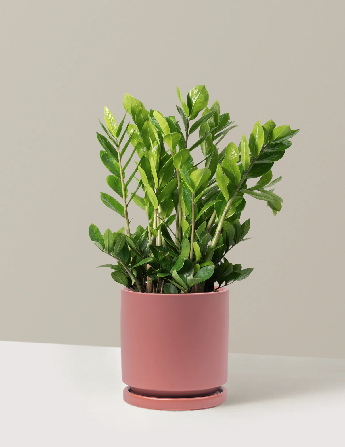 ZZ Plant - Image 6