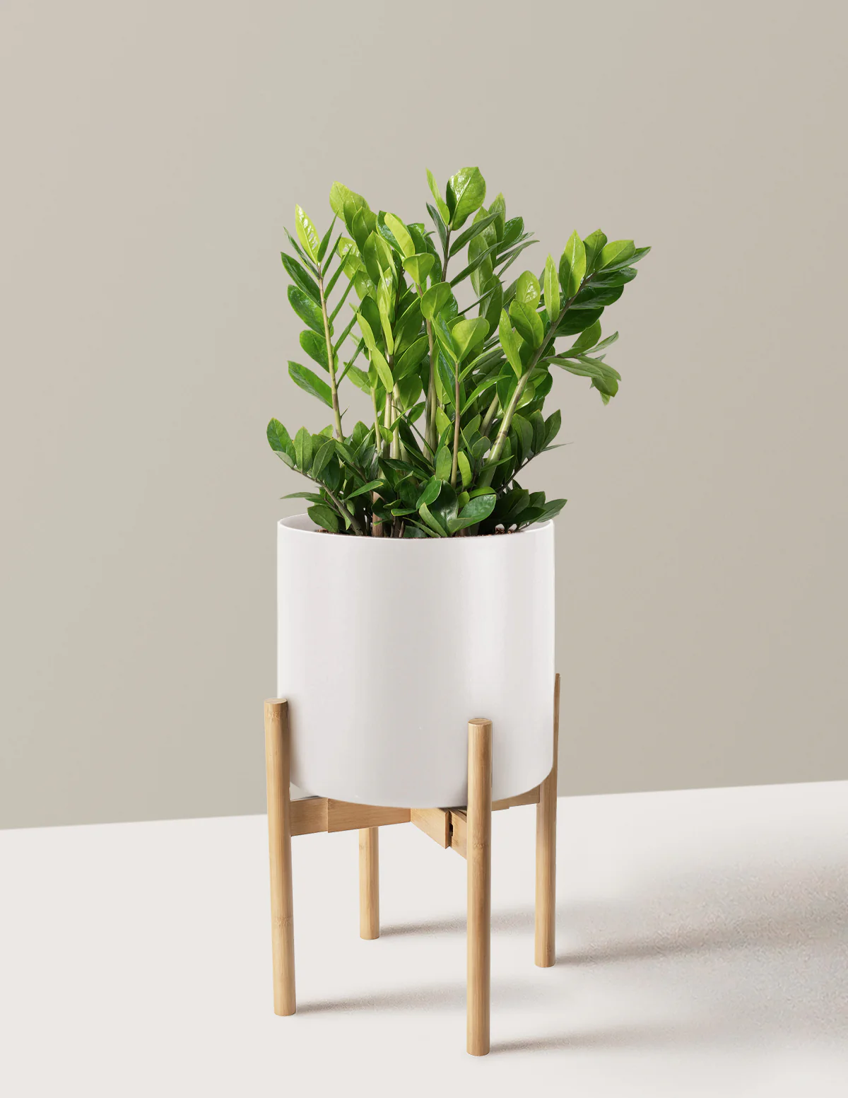 ZZ Plant - Image 60
