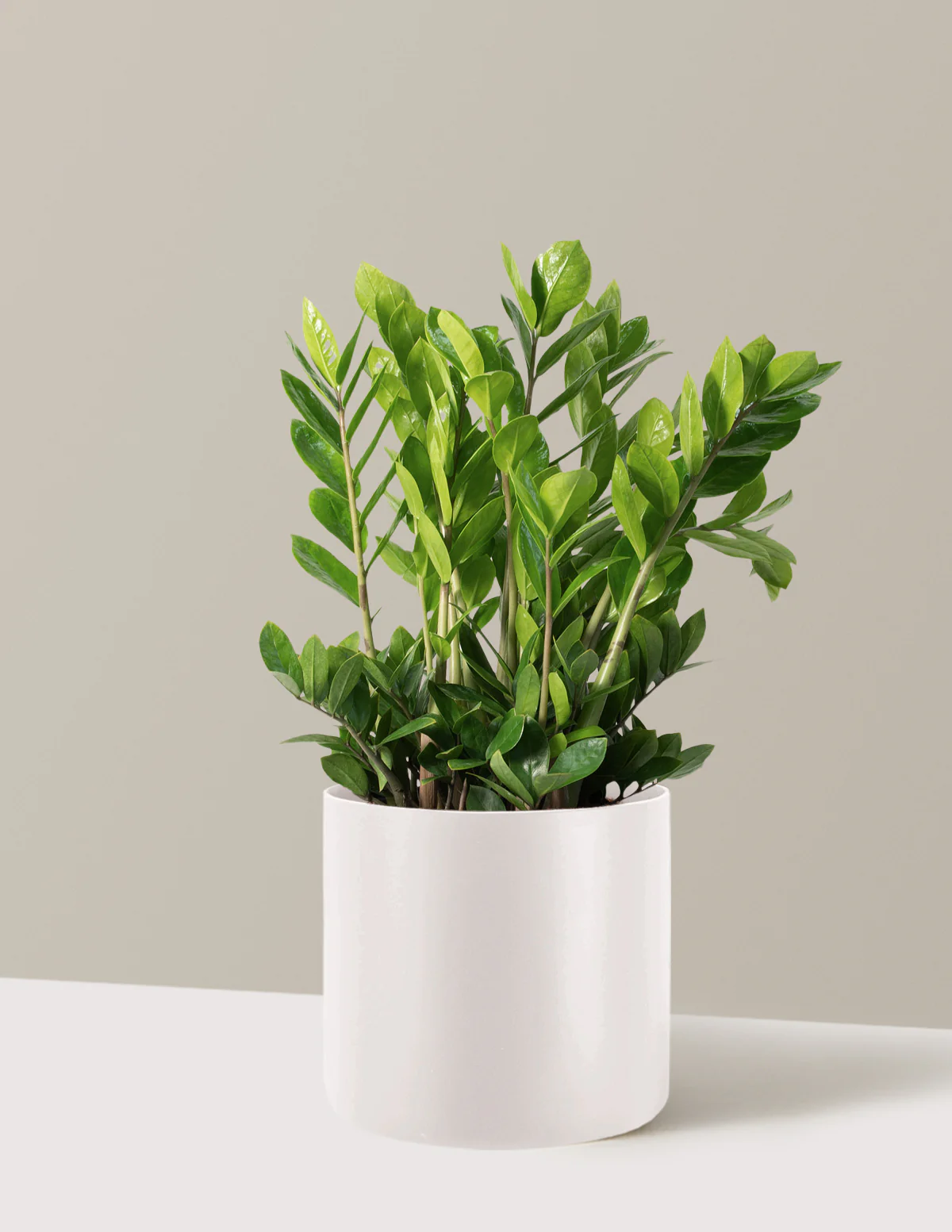 ZZ Plant - Image 61