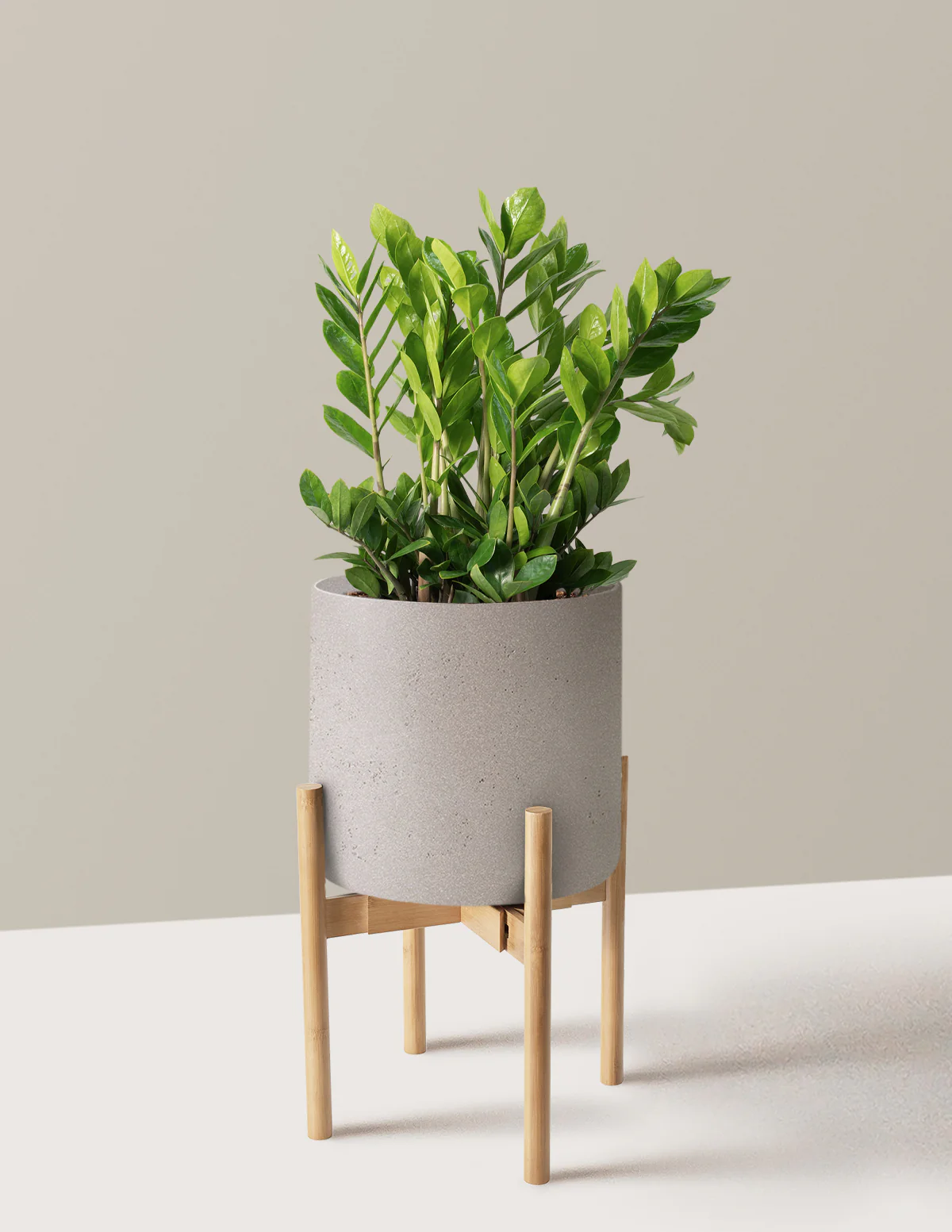 ZZ Plant - Image 62