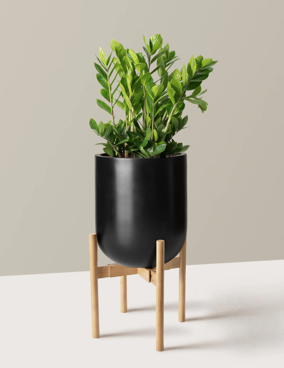 ZZ Plant - Image 63