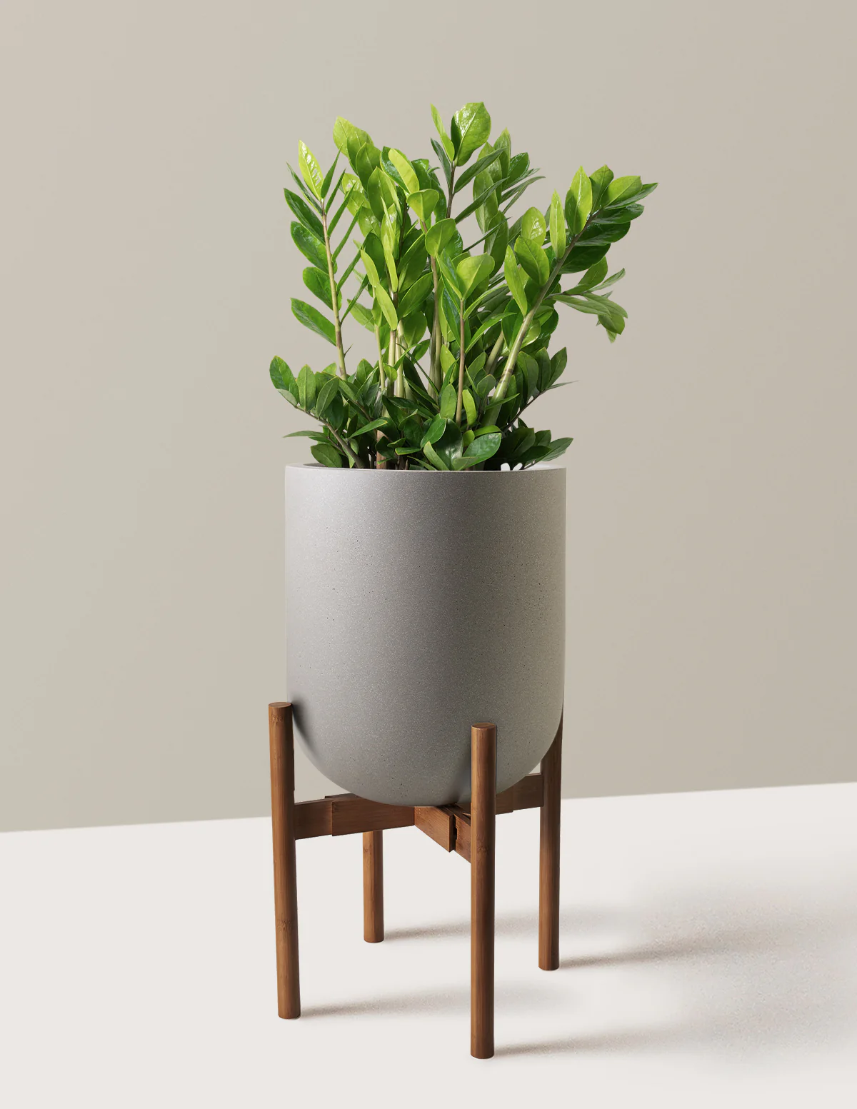 ZZ Plant - Image 64