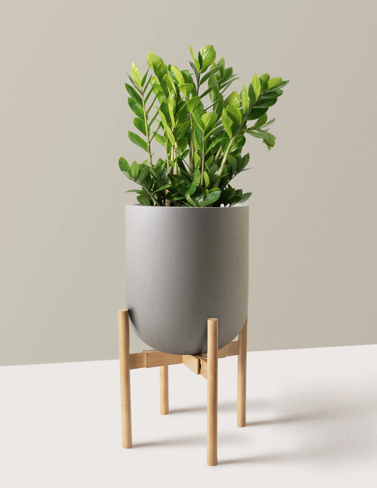 ZZ Plant - Image 65