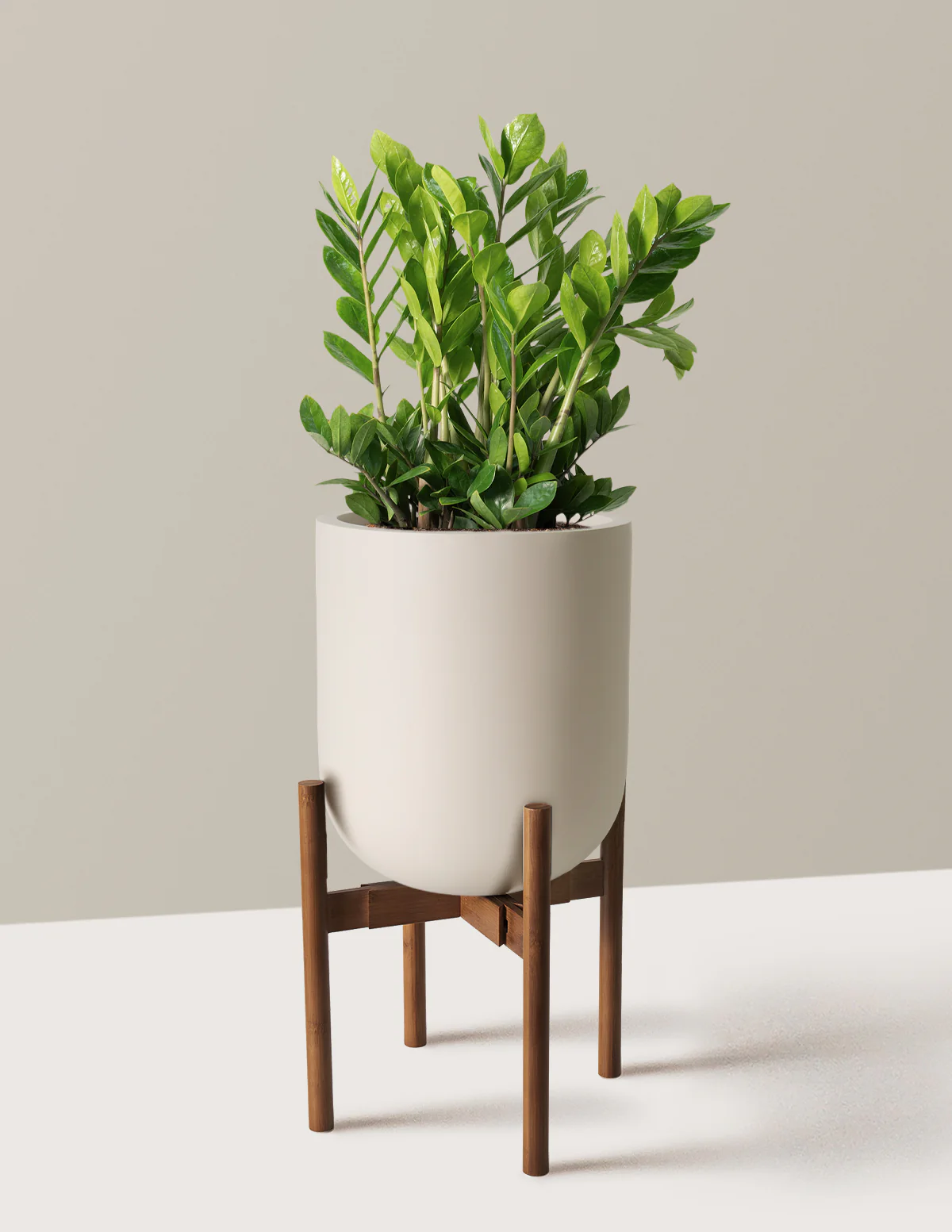 ZZ Plant - Image 66