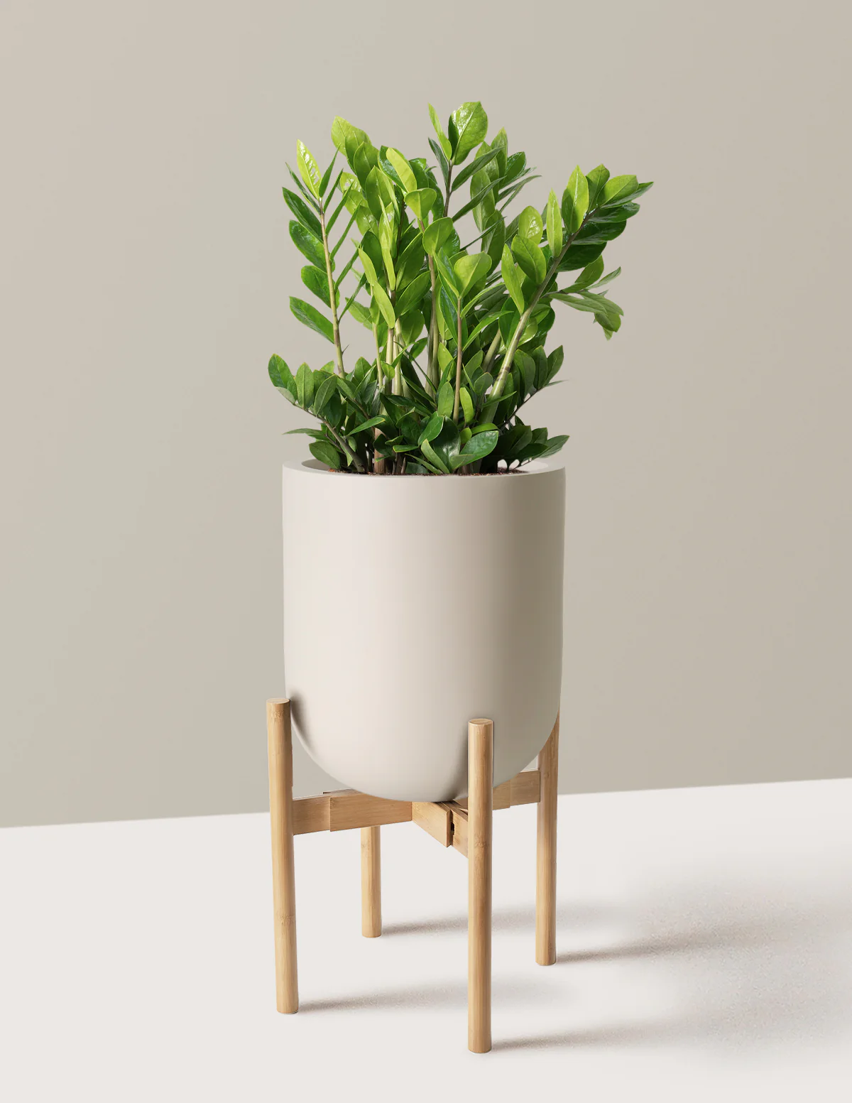 ZZ Plant - Image 67