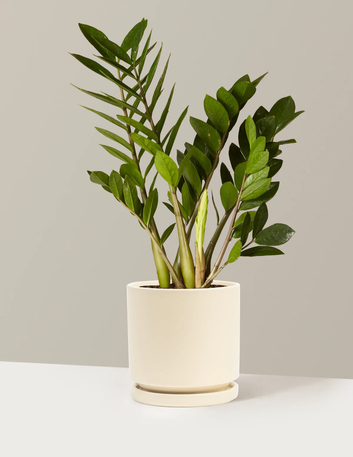 ZZ Plant - Image 68