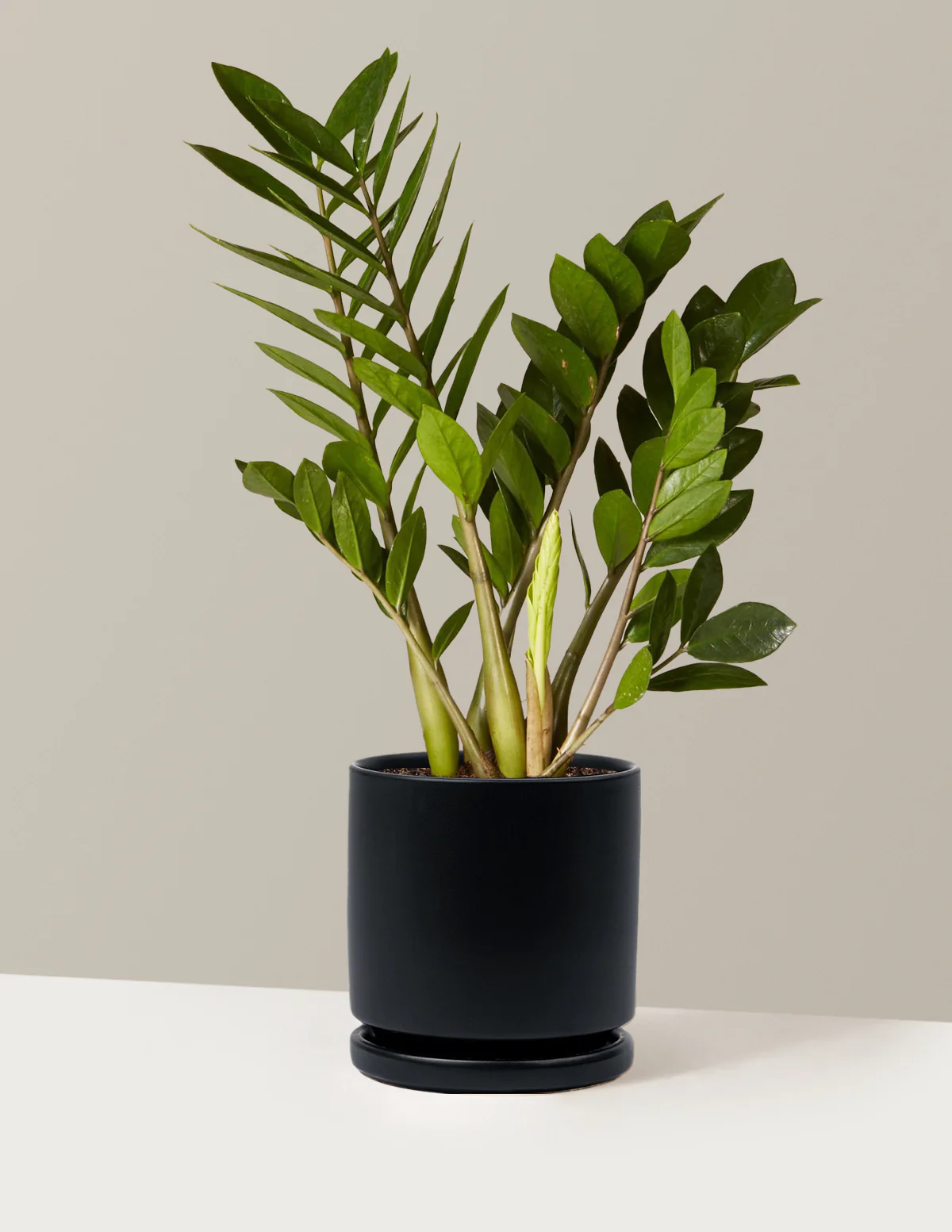 ZZ Plant - Image 69