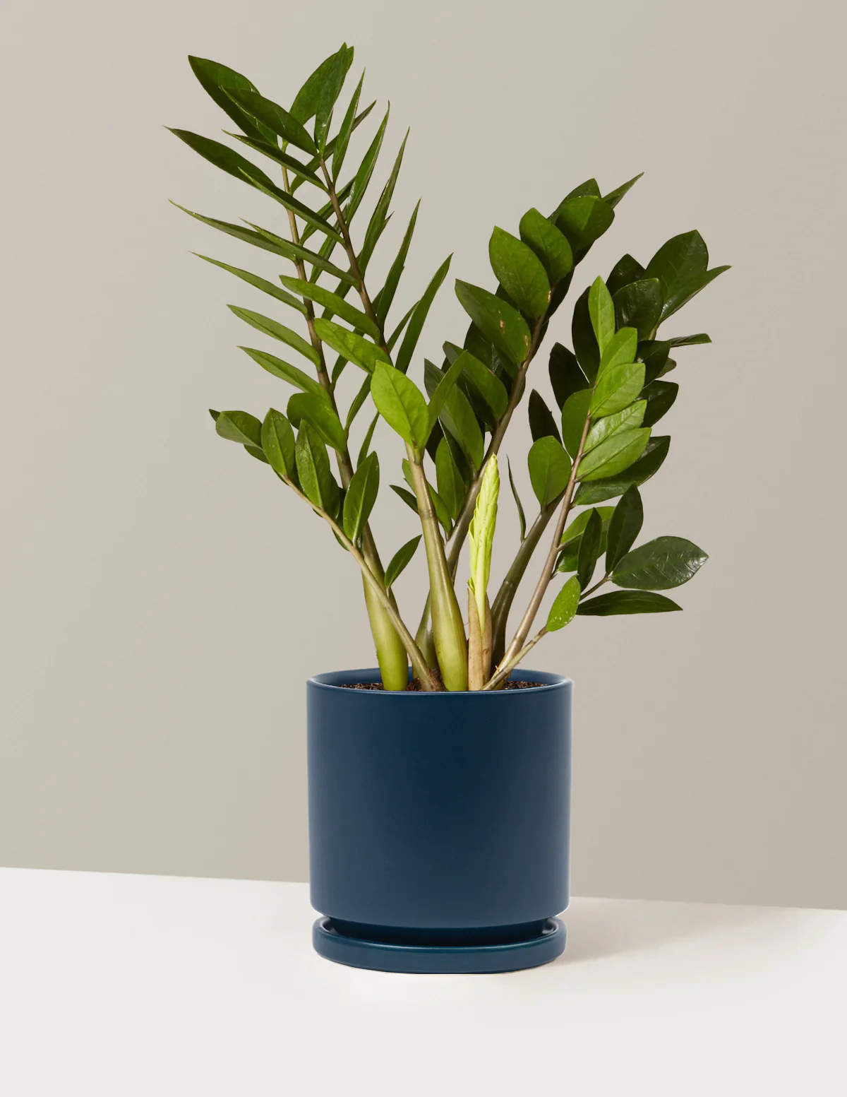 ZZ Plant - Image 70