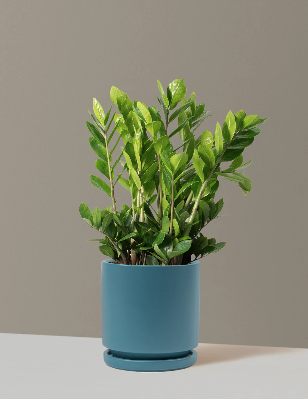 ZZ Plant - Image 72