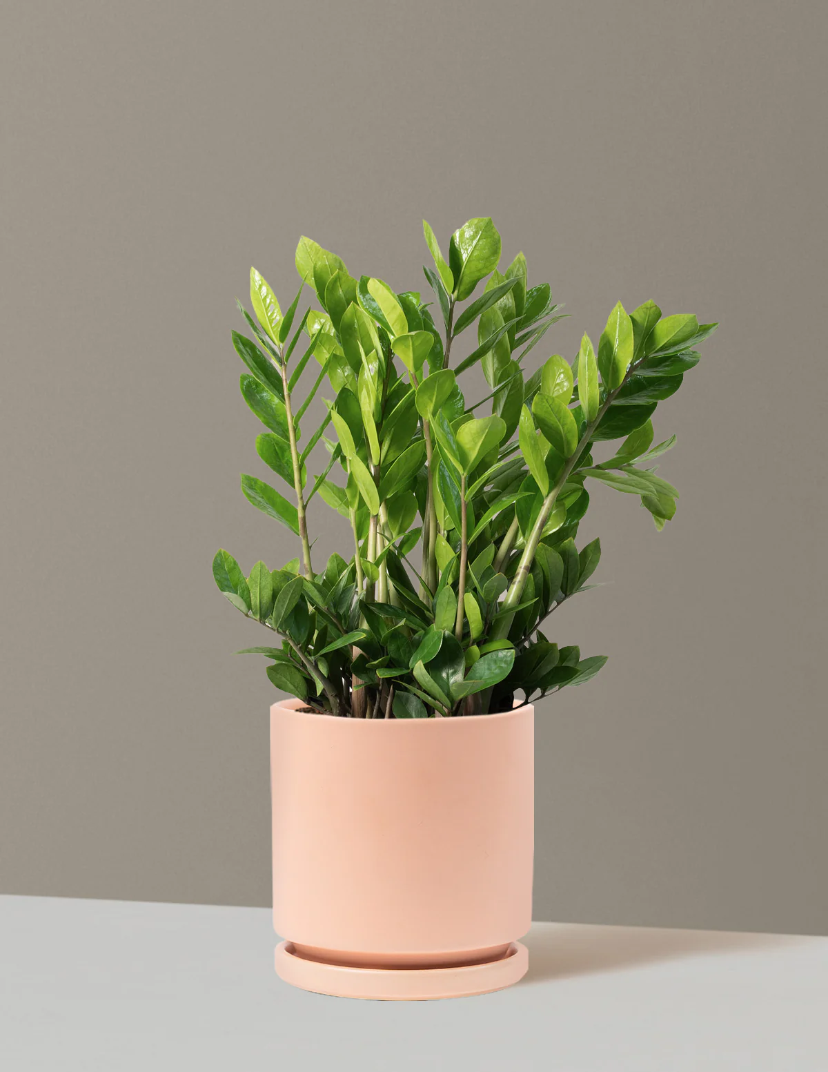 ZZ Plant - Image 73