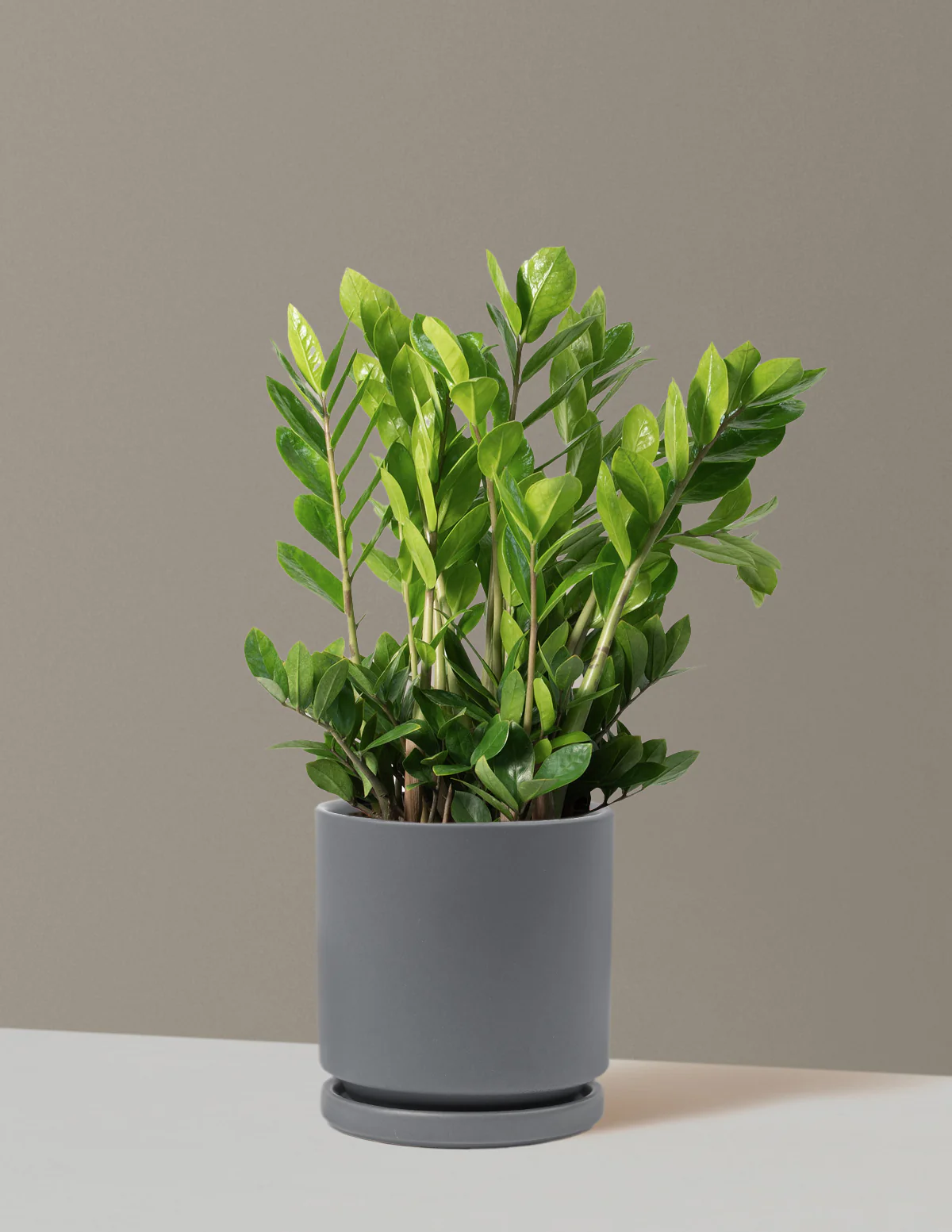 ZZ Plant - Image 74