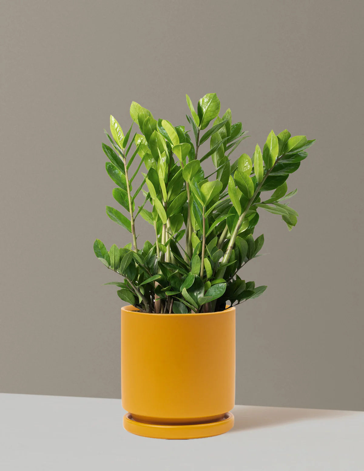ZZ Plant - Image 75