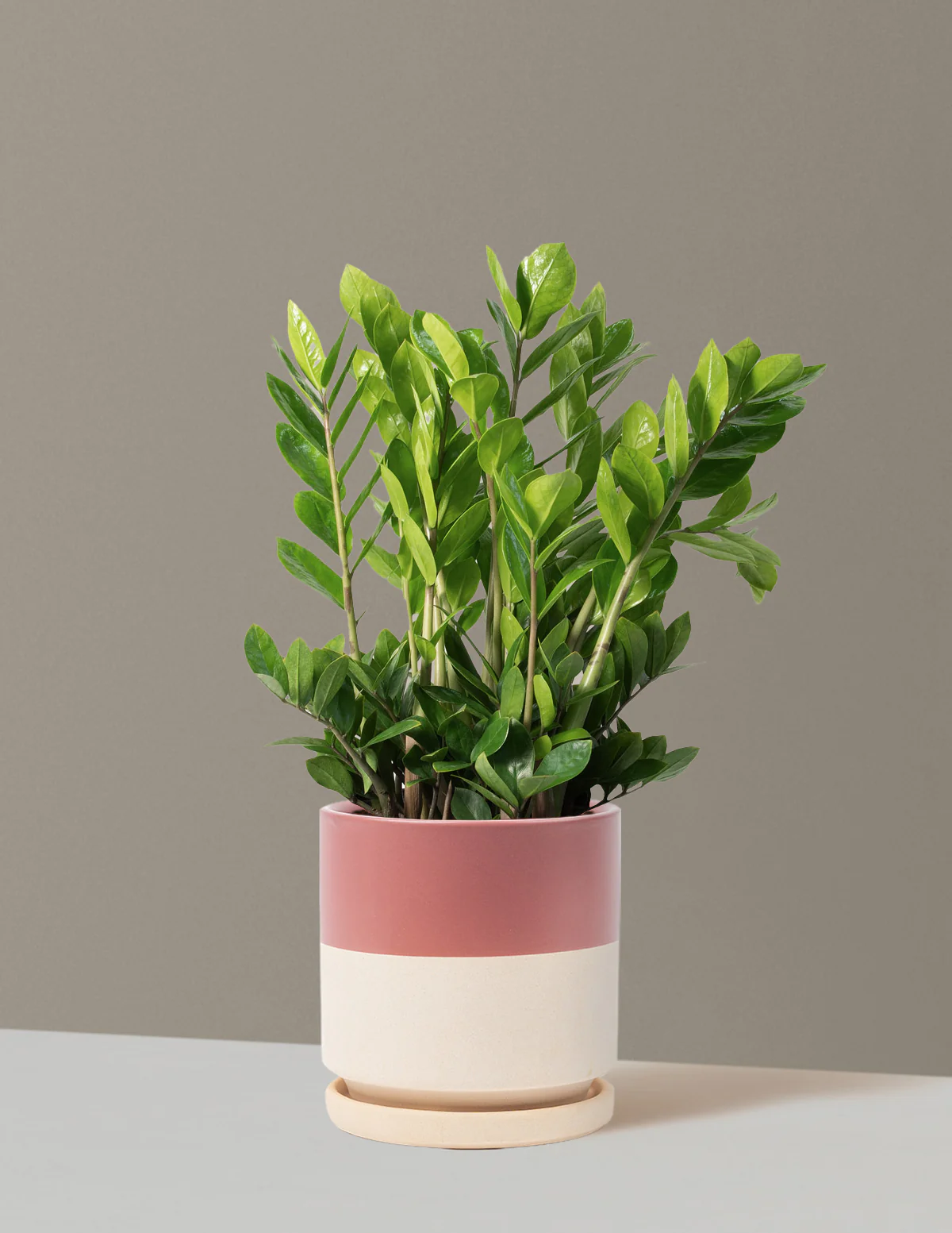 ZZ Plant - Image 76