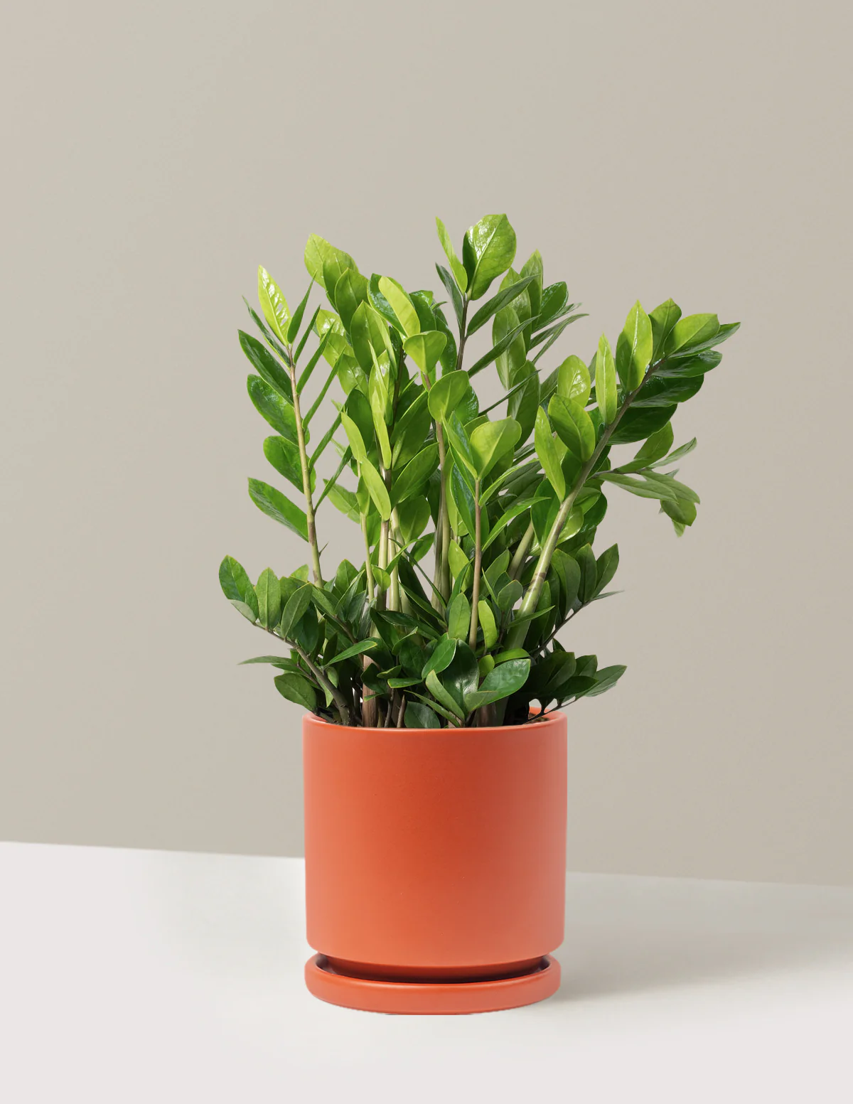 ZZ Plant - Image 77