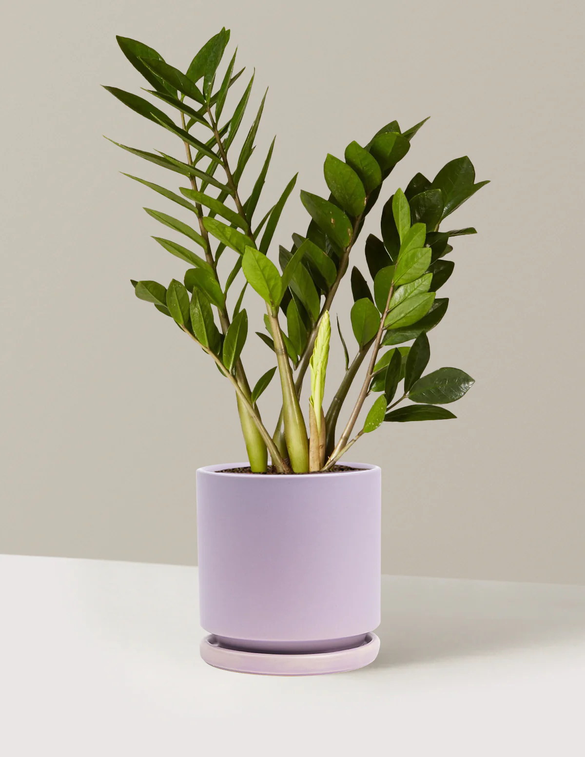 ZZ Plant - Image 80