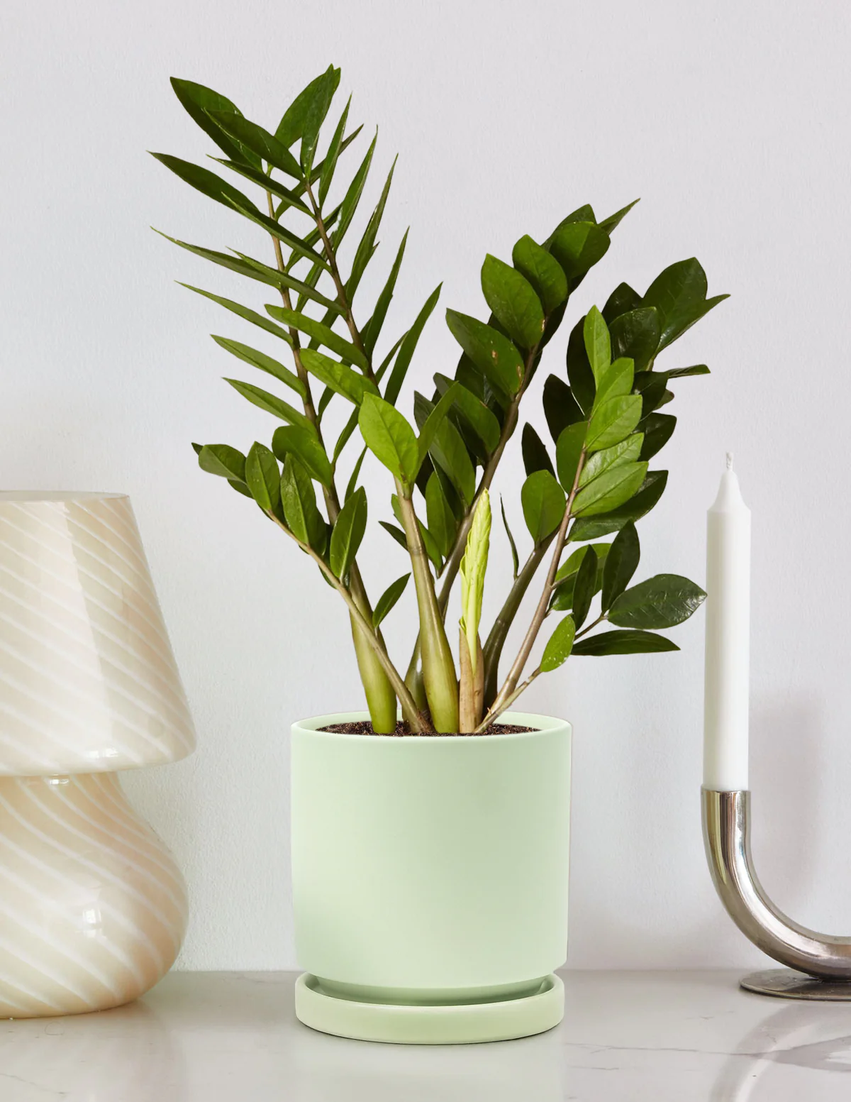 ZZ Plant - Image 81