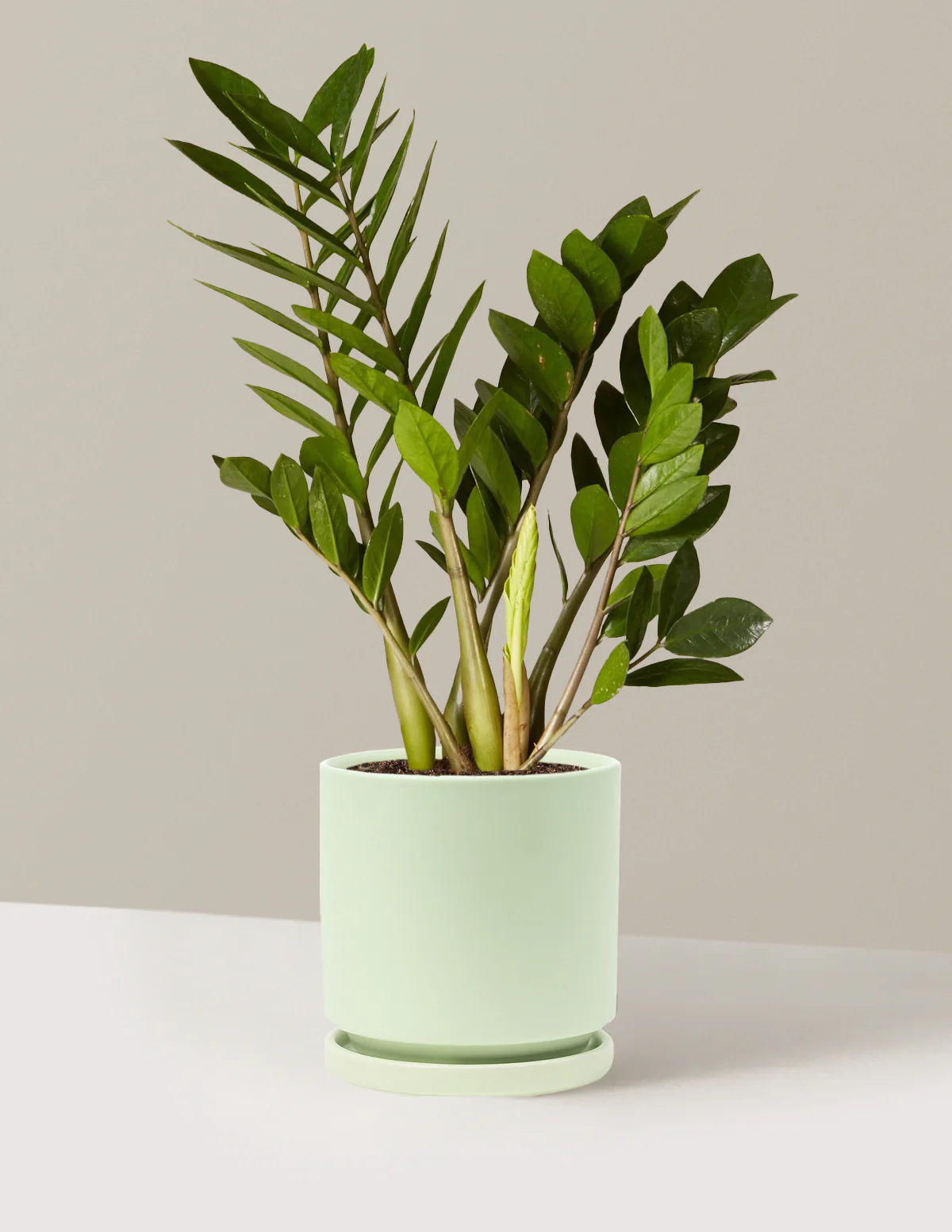 ZZ Plant - Image 82