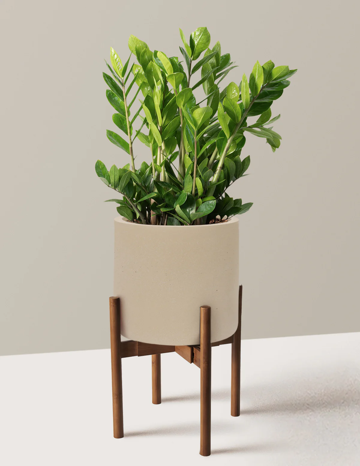 ZZ Plant - Image 83