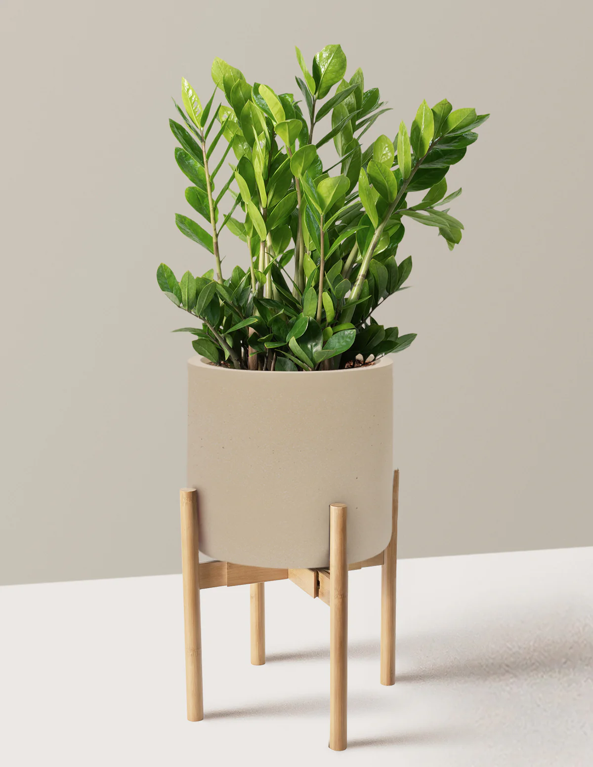 ZZ Plant - Image 84