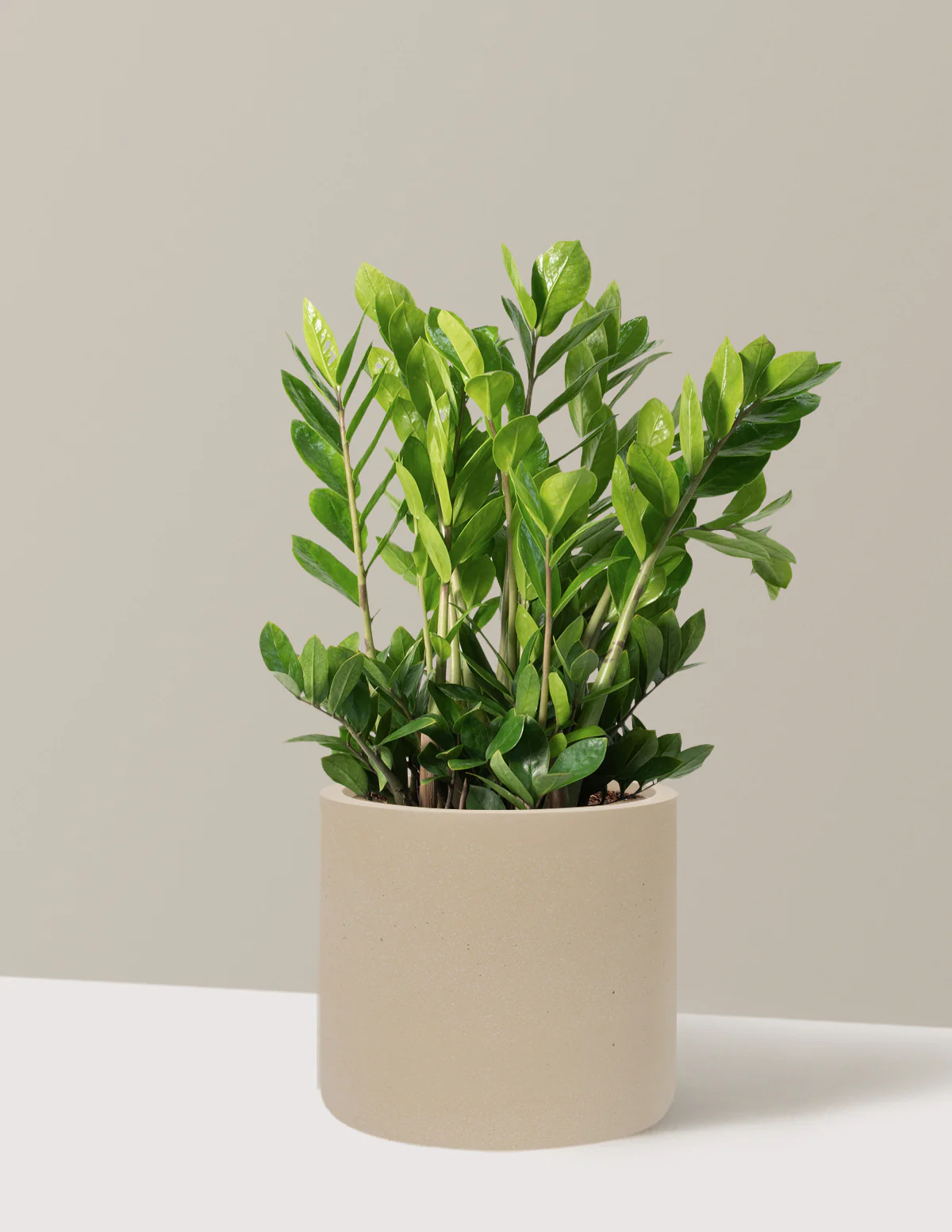 ZZ Plant - Image 85