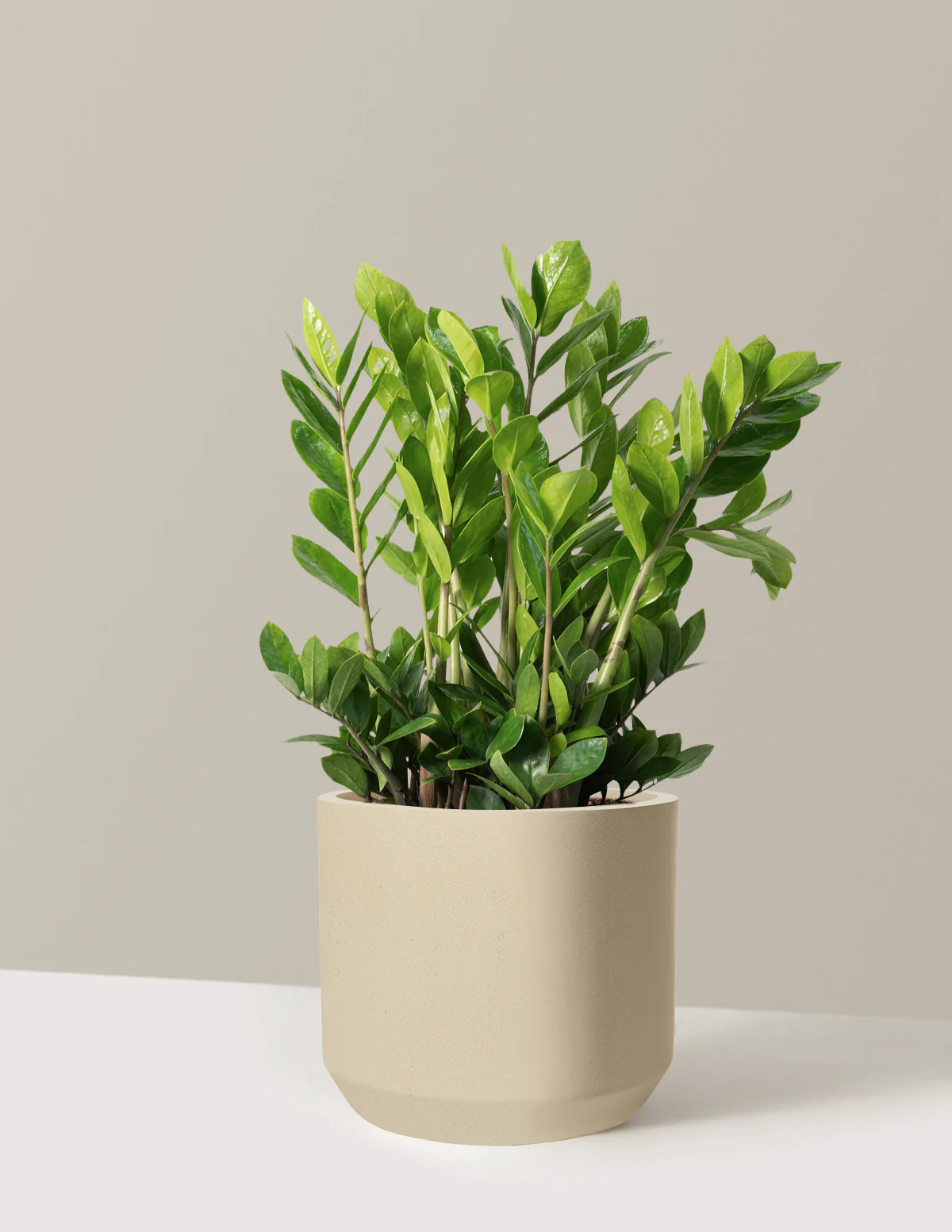 ZZ Plant - Image 86