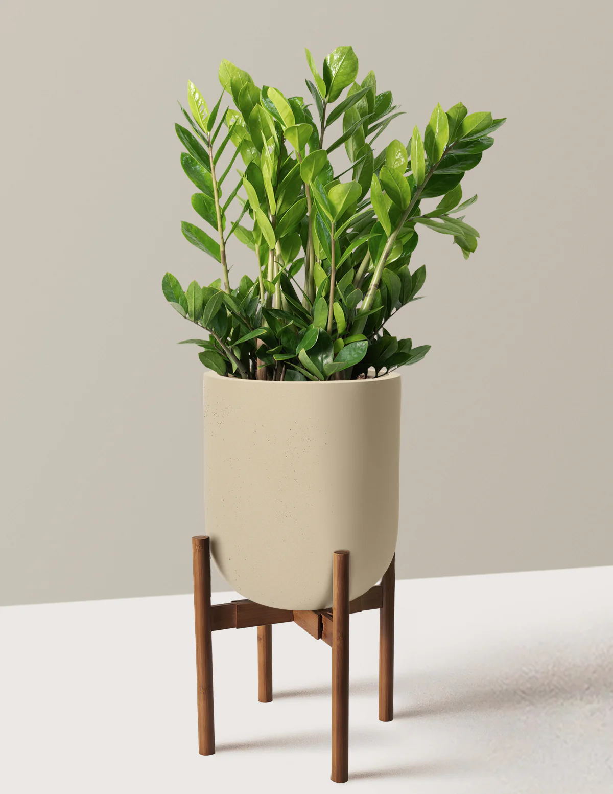 ZZ Plant - Image 87
